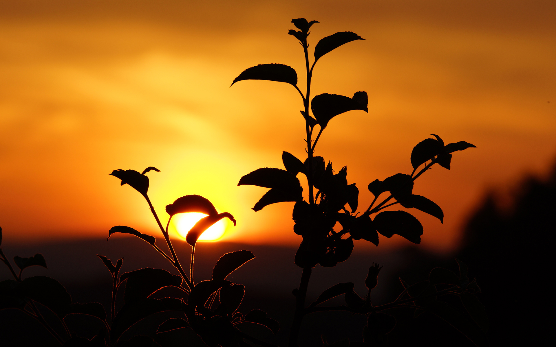 Plant Silhouette sunset mood wallpaper | 1920x1200 | 104198 ...