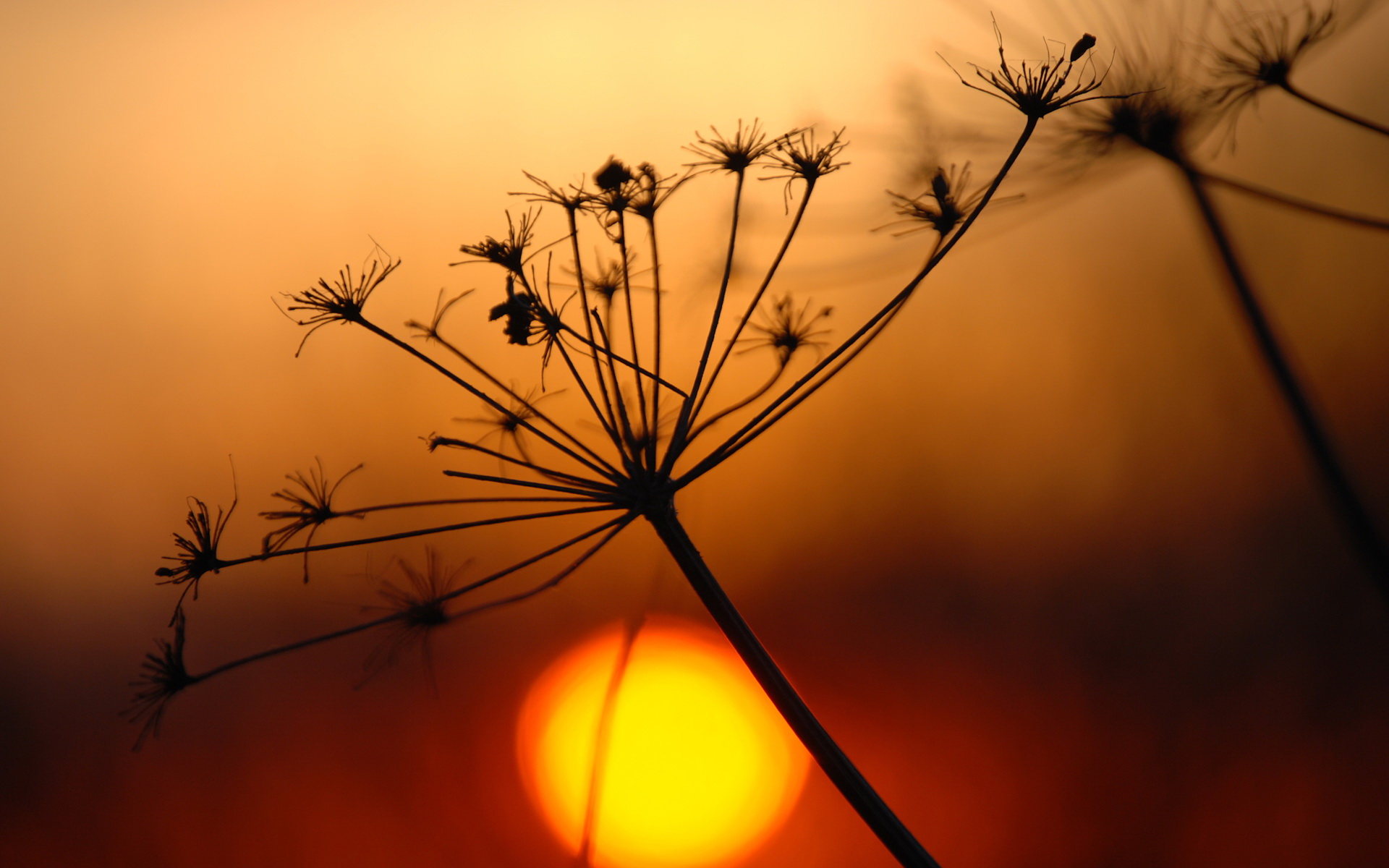 Plant and sunset wallpapers | Plant and sunset stock photos