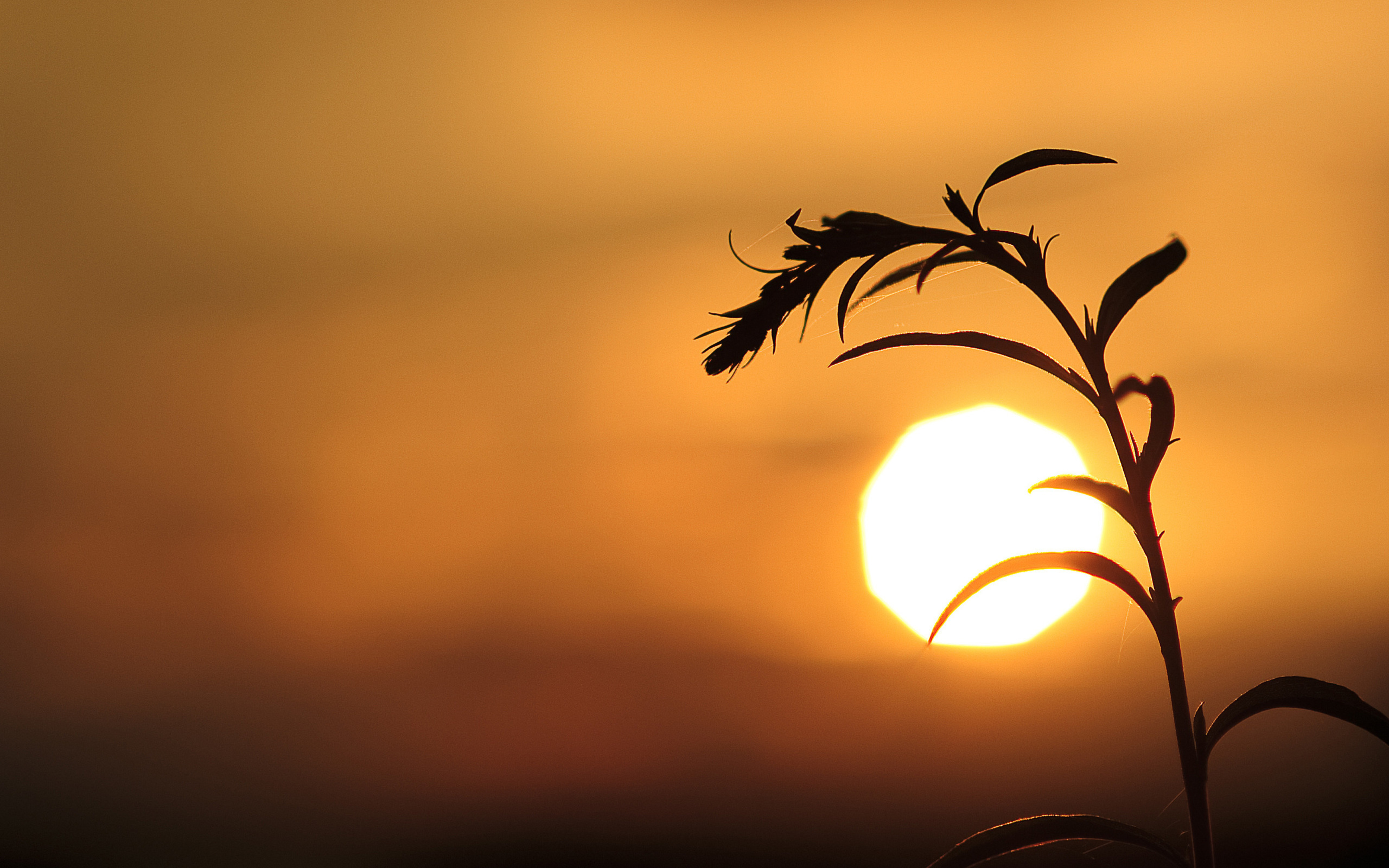 Wallpaper Download 5120x3200 Shadow of a plant in the sunset ...