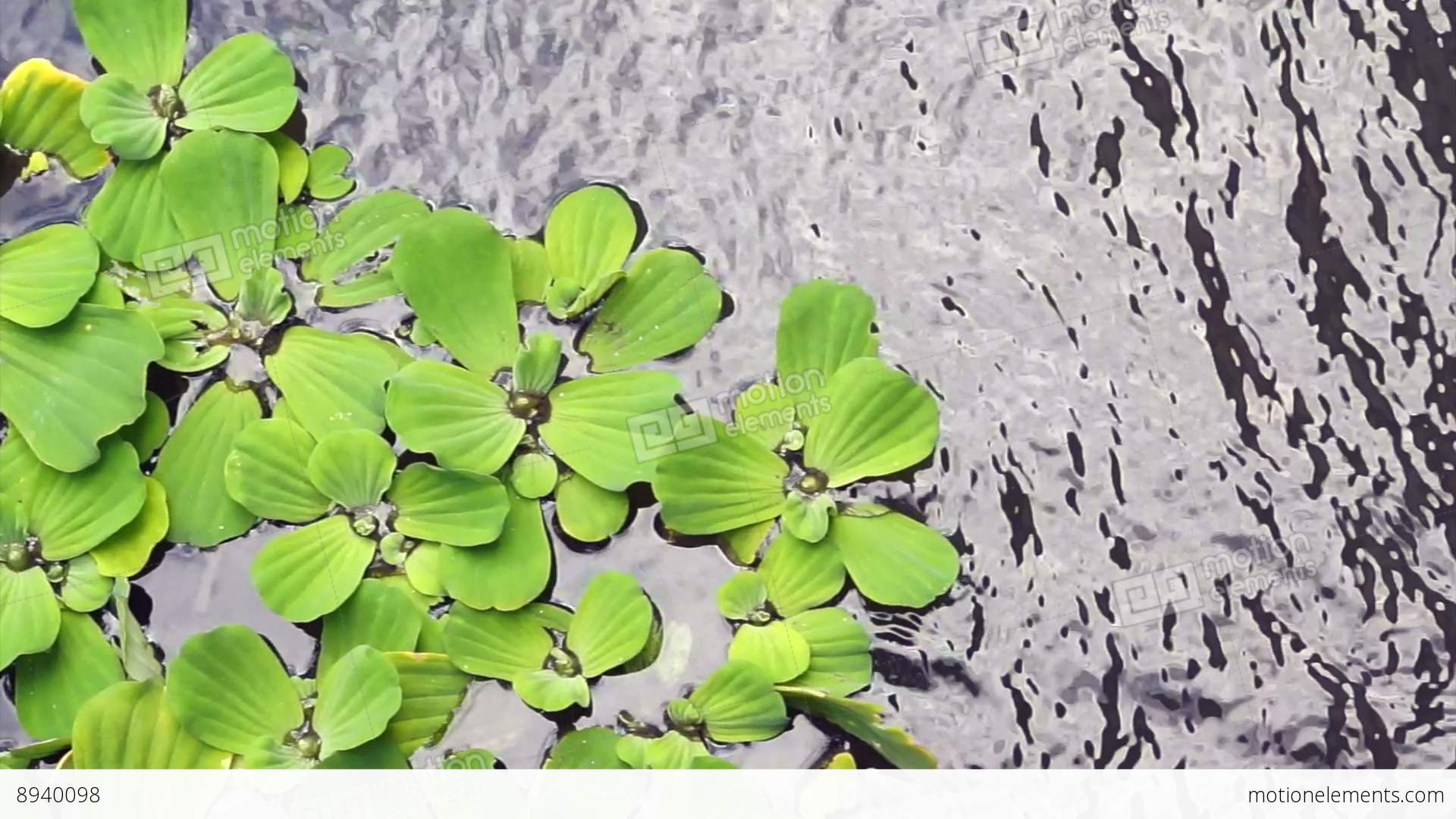 Pistia, Water Lettuce, Water Plant Background Stock video footage ...
