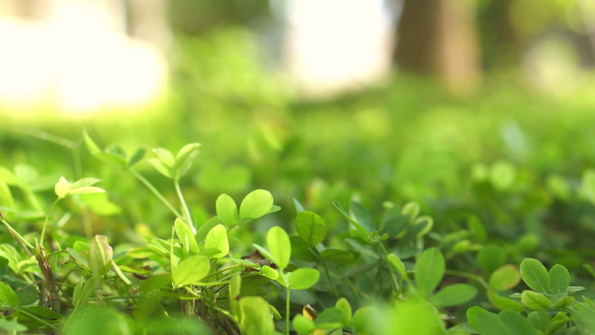 Soft focus on green clover covered plants background with morning ...