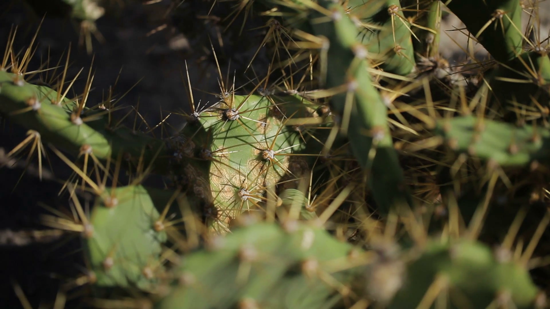 Cactus plant closeup shot at sunny day Stock Video Footage - VideoBlocks