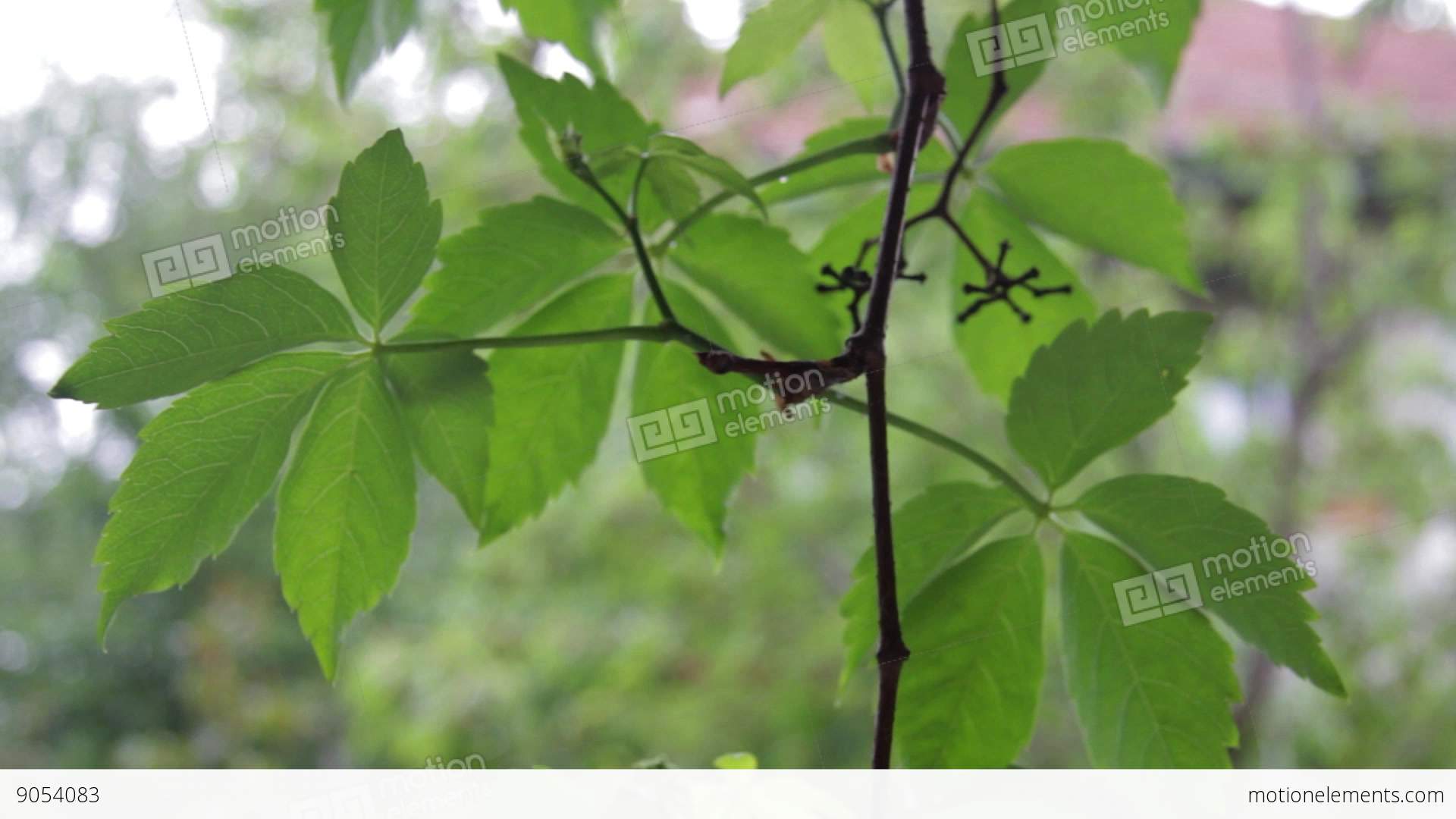 Closeup Of Ivy Leaf In The Wind. Ivy Is An Evergreen Plant, Ivy ...