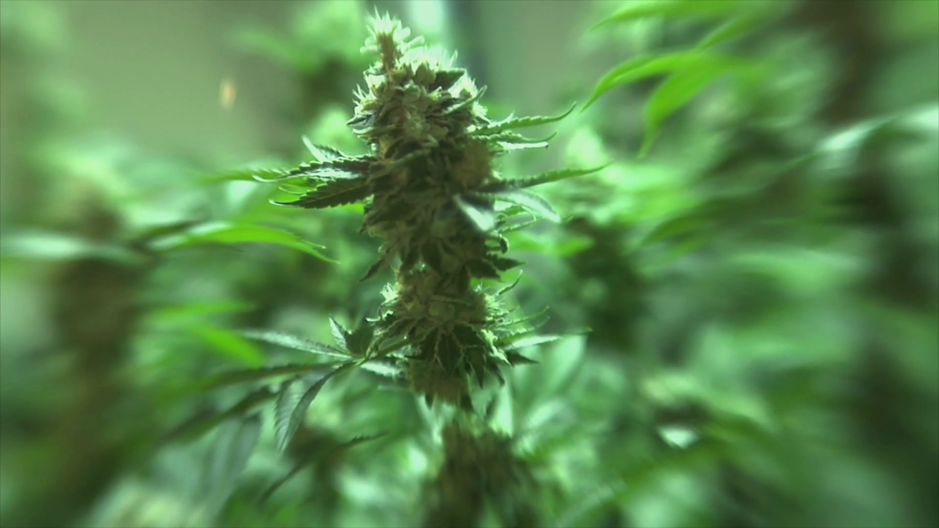 Marijuana plant closeup background Stock Video Footage - Videoblocks