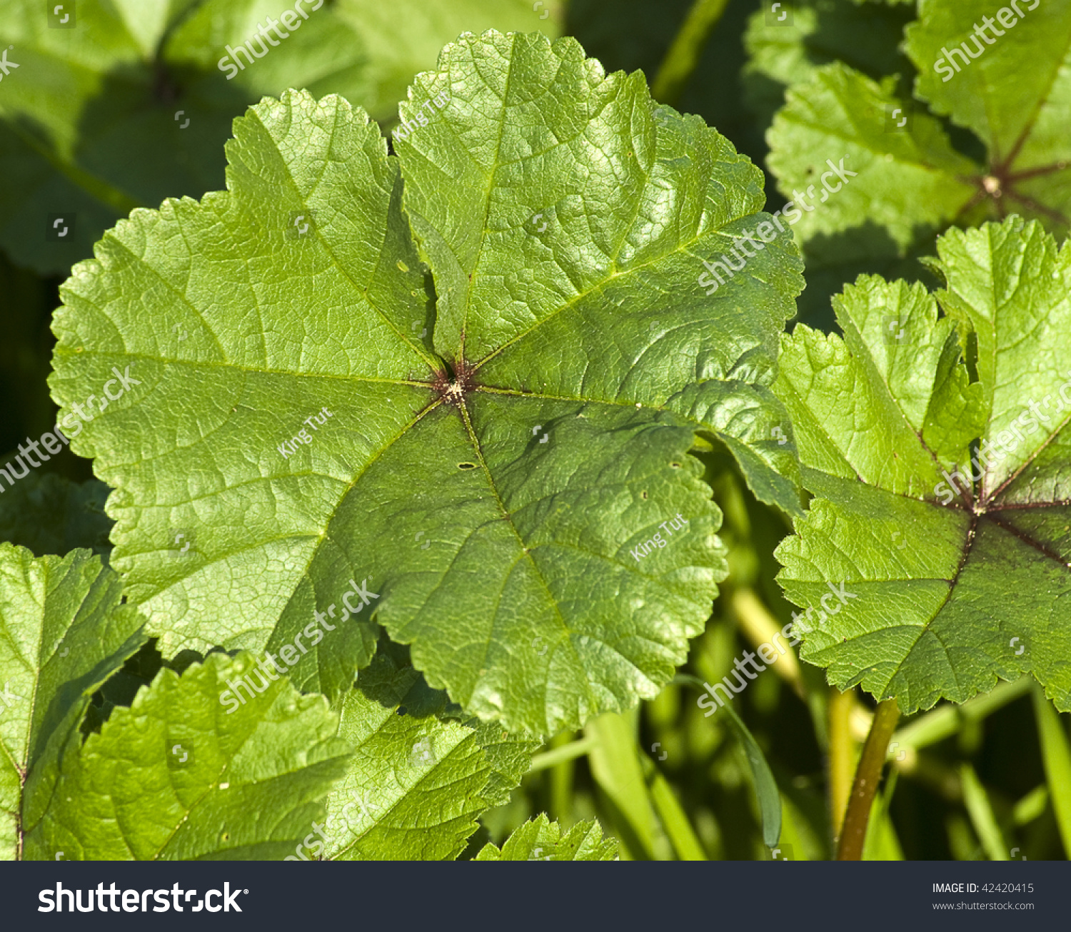 Wild Plant Closeup Stock Photo (Royalty Free) 42420415 - Shutterstock