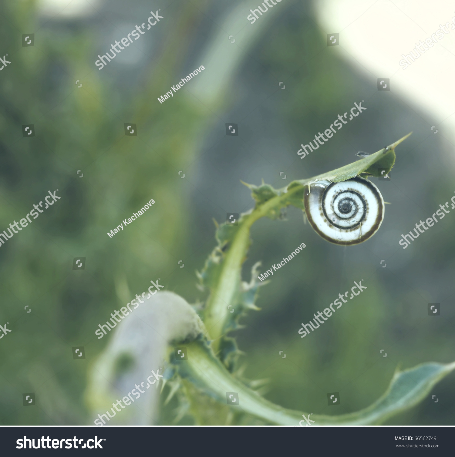 Snail On Stalk Green Plant Closeup Stock Photo 665627491 - Shutterstock