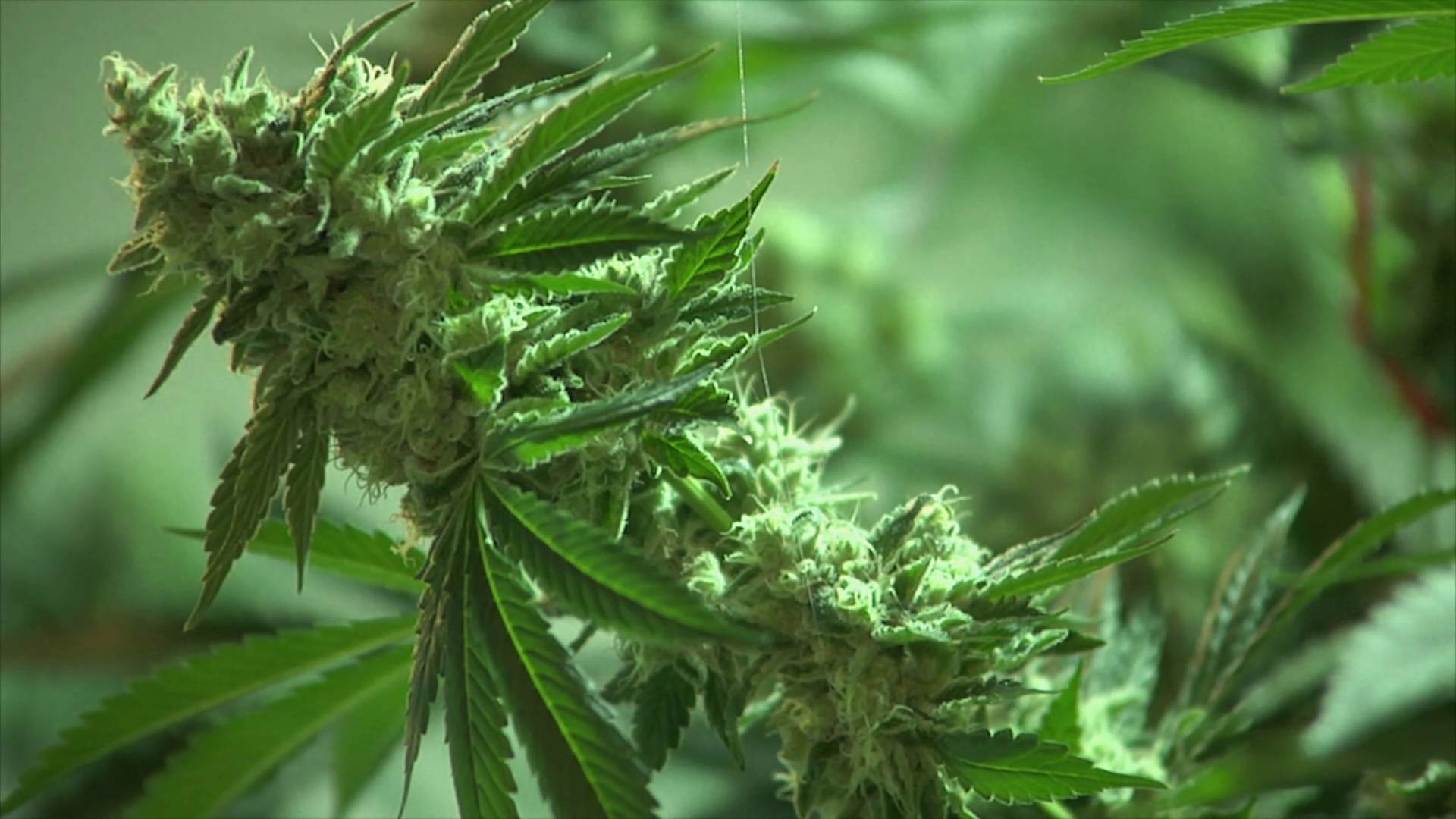 Closeup of marijuana weed plant growing Stock Video Footage ...