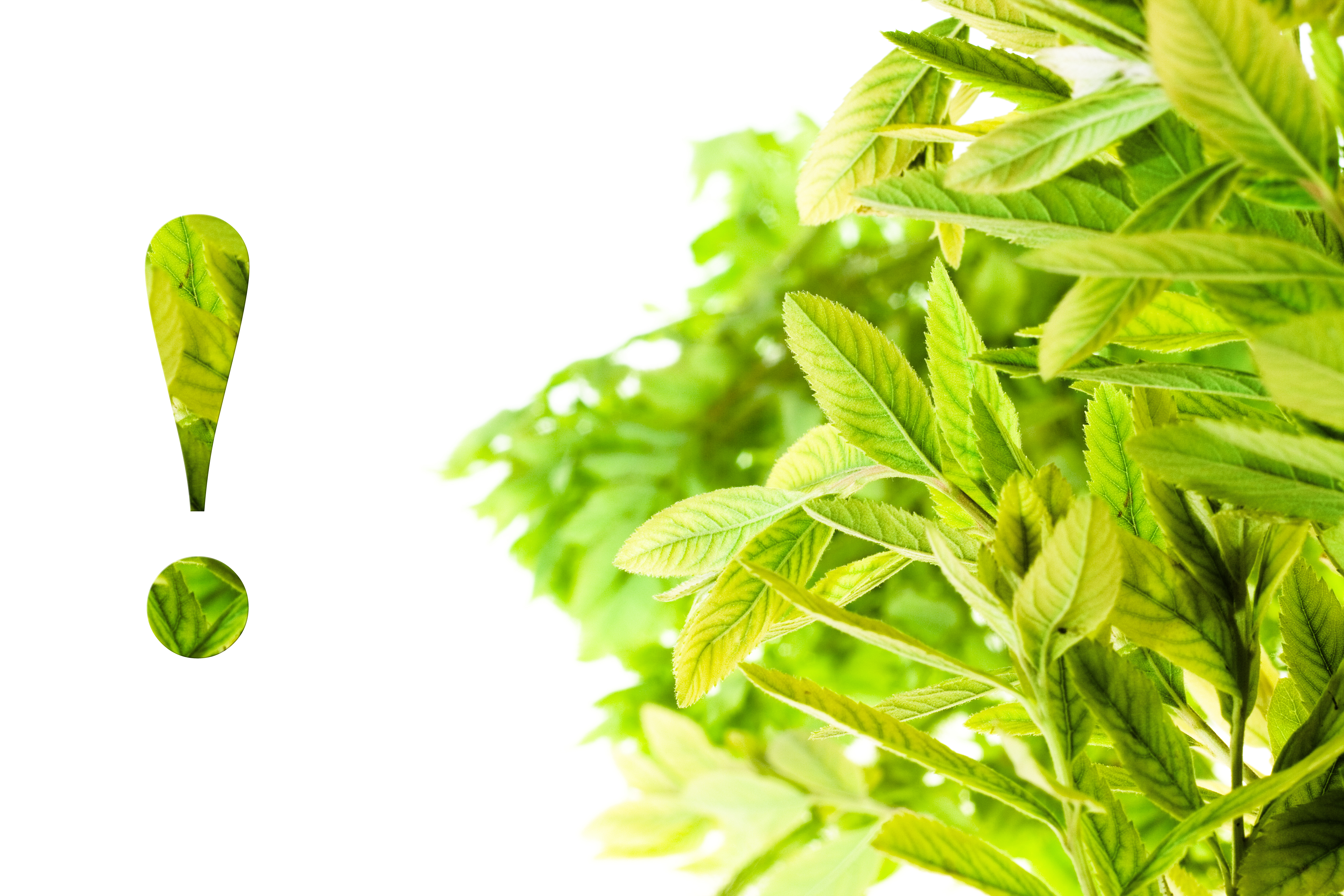 Чайная листва. Зелень листья. Чайный лист. Зеленый чай листья. Зеленые листочки.