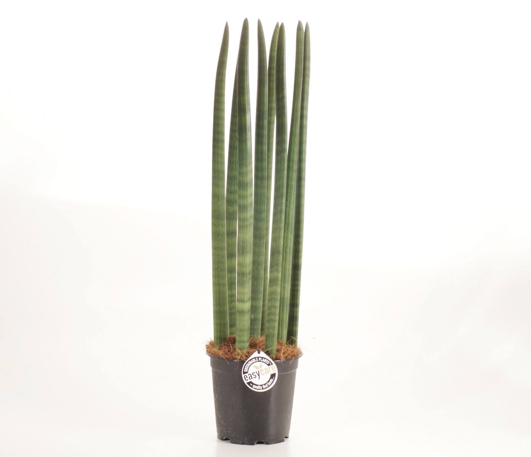 Sansevieria cylindrica 'Straight' - A.k.a. dragon fingers | For the ...