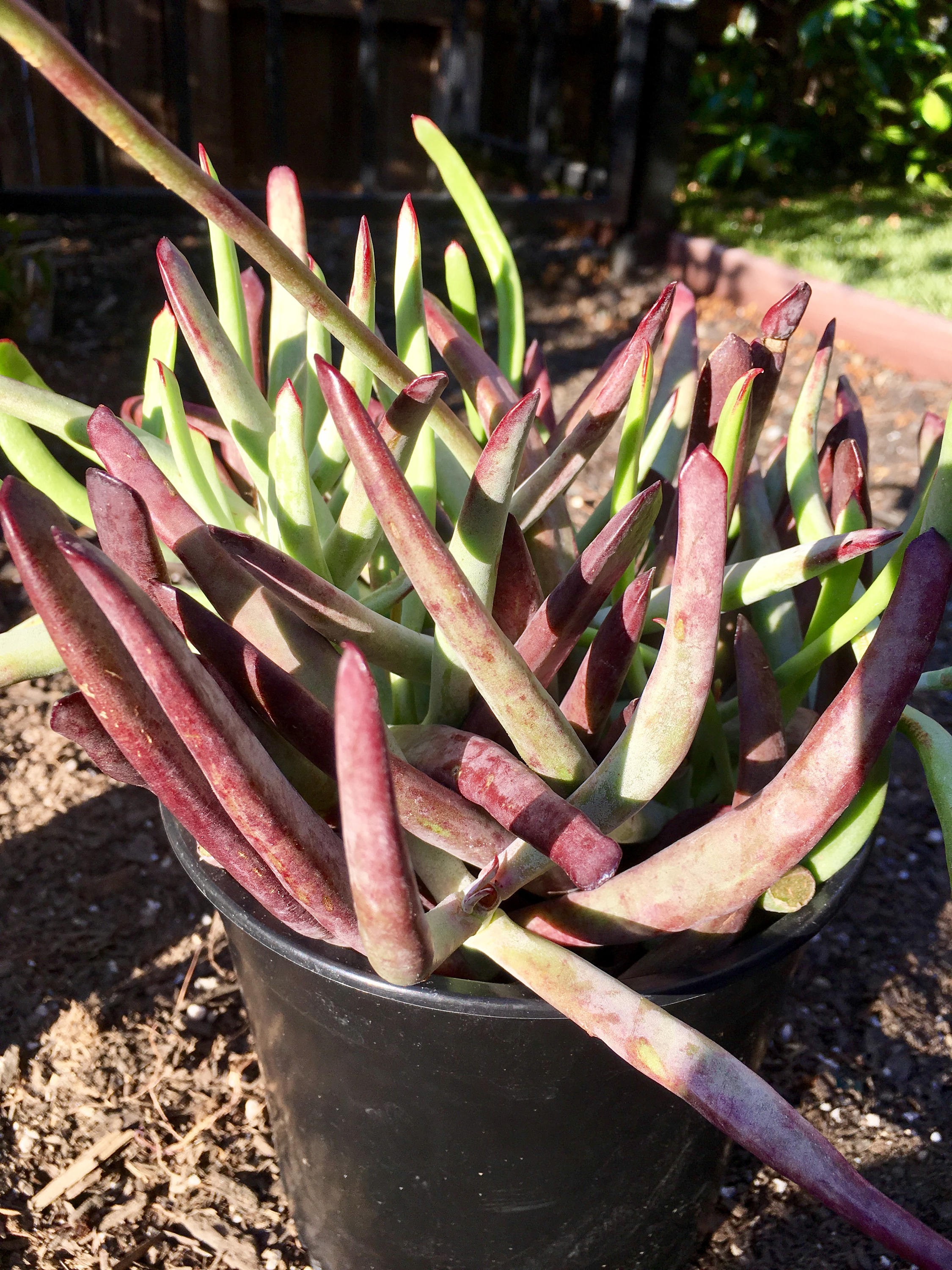 RARE**Succulent Plant Large Cotyledon 'Chocolate Fingers'- New ...