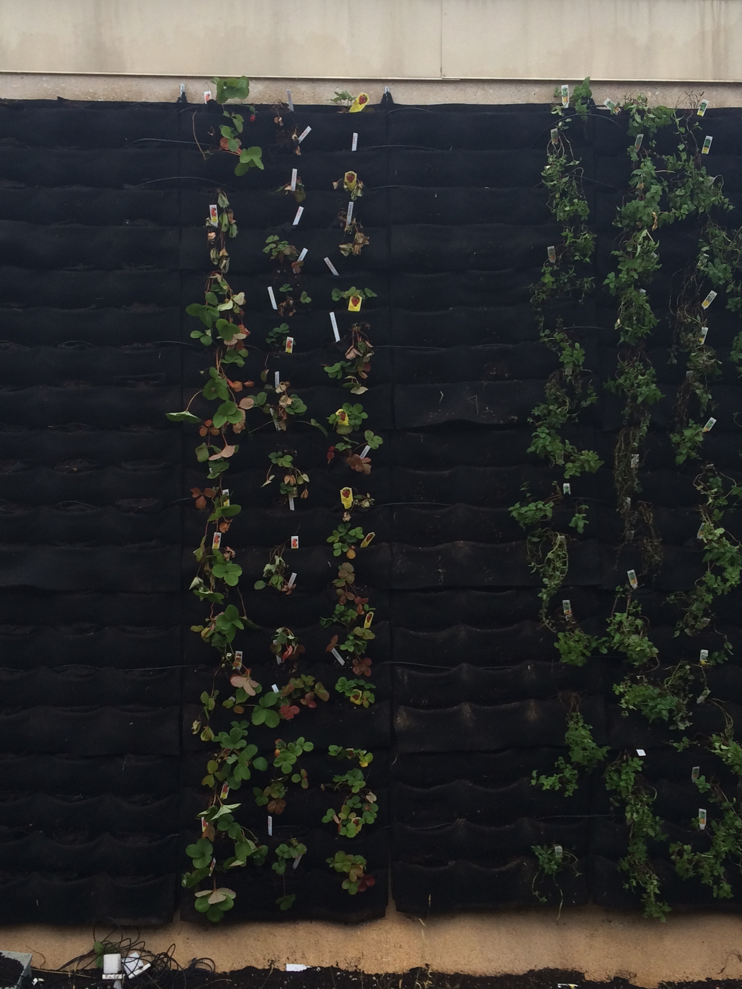 Living Wall | Texas A&M's Green Roof Project