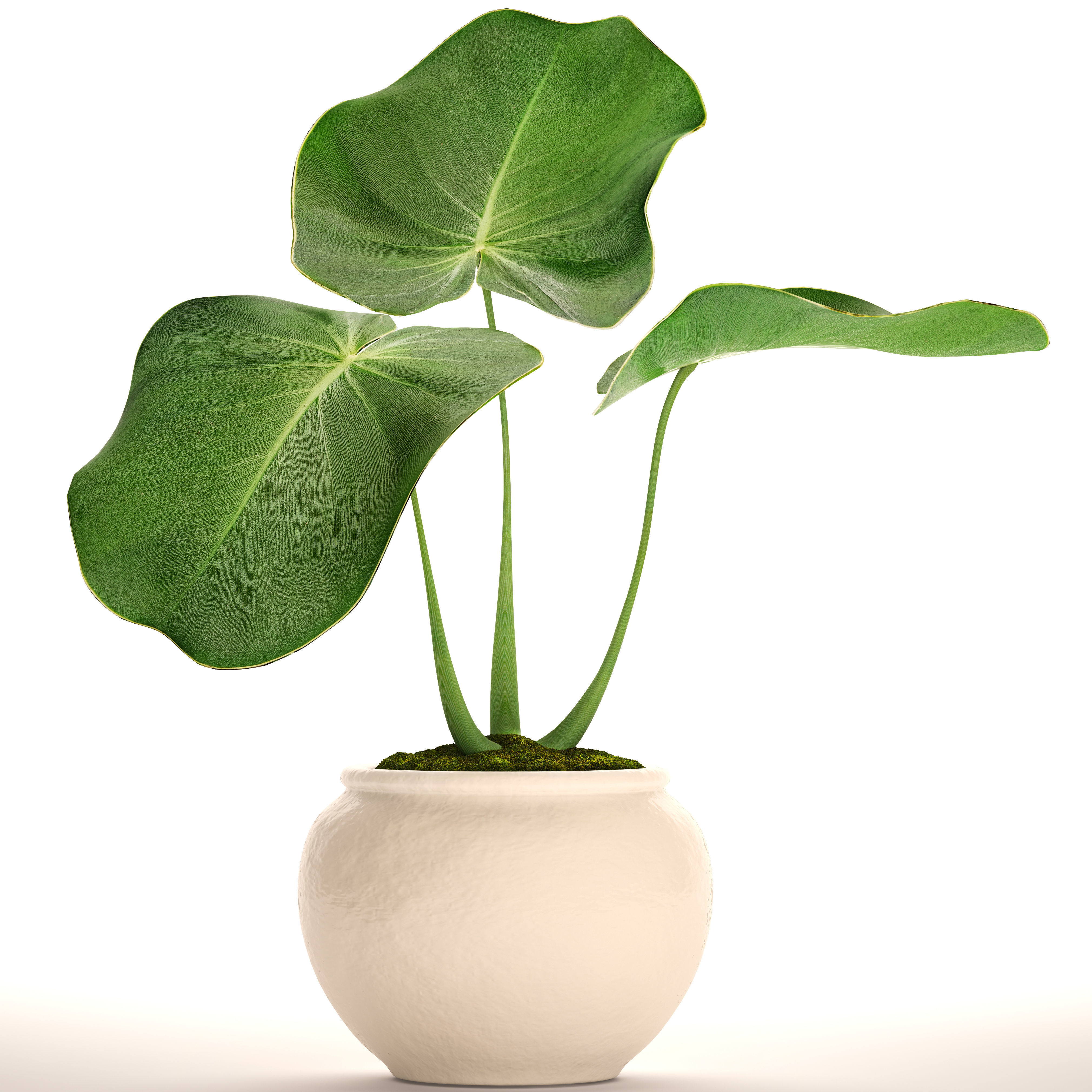 Tropical plant in pot 2 3D | CGTrader