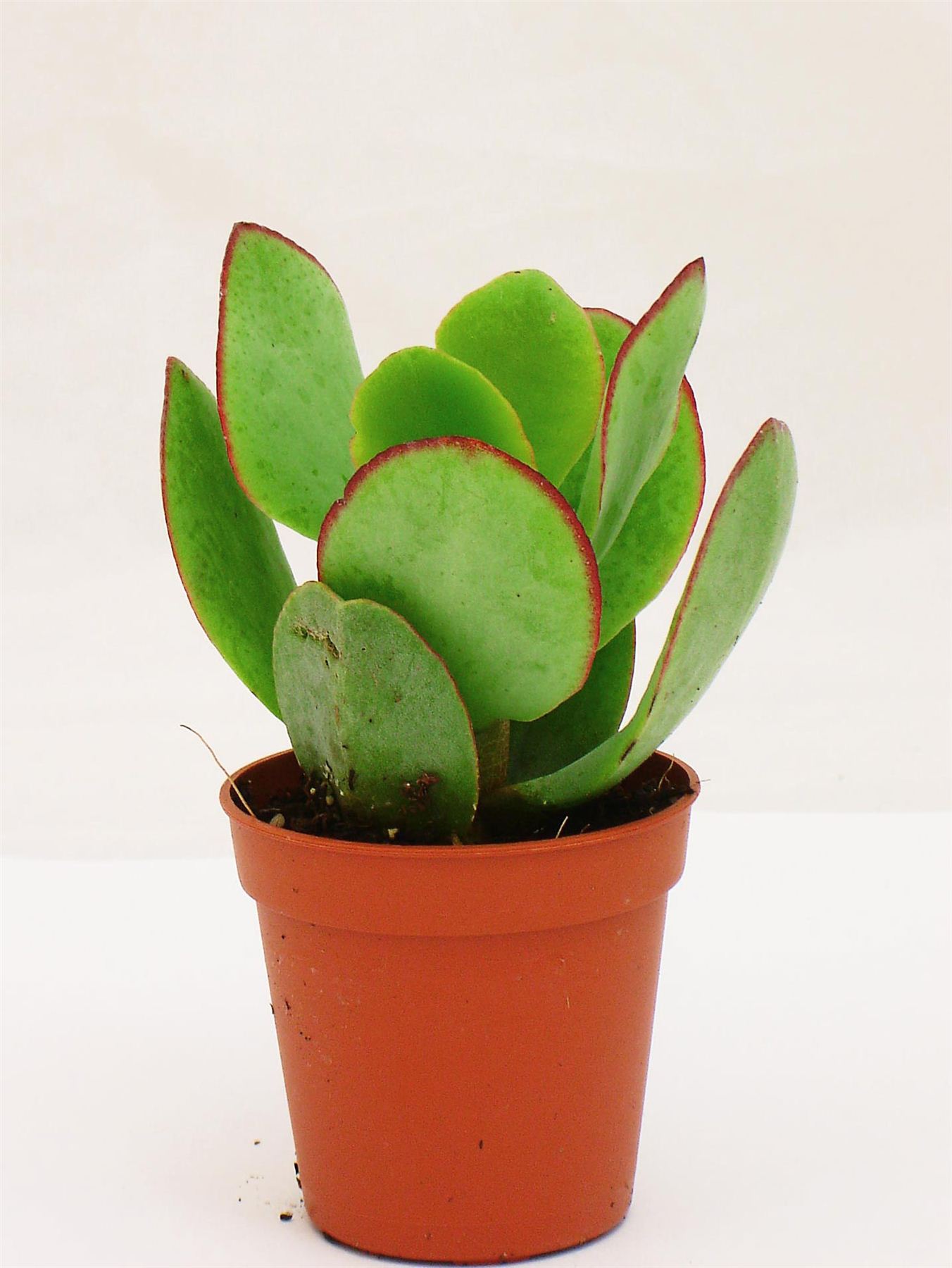 Plant in pot photo