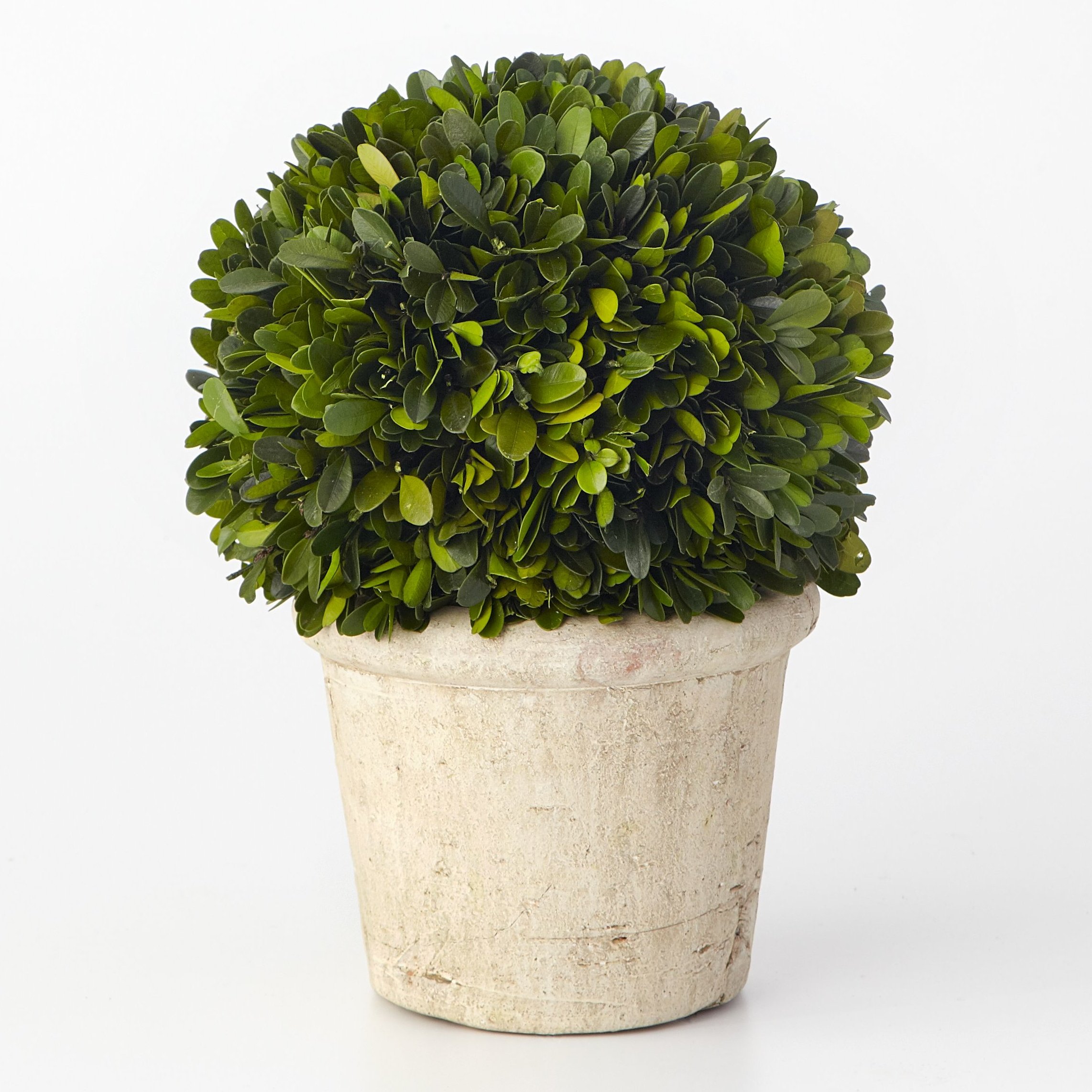 Ophelia & Co. Boxwood Desk Top Plant in Pot & Reviews | Wayfair