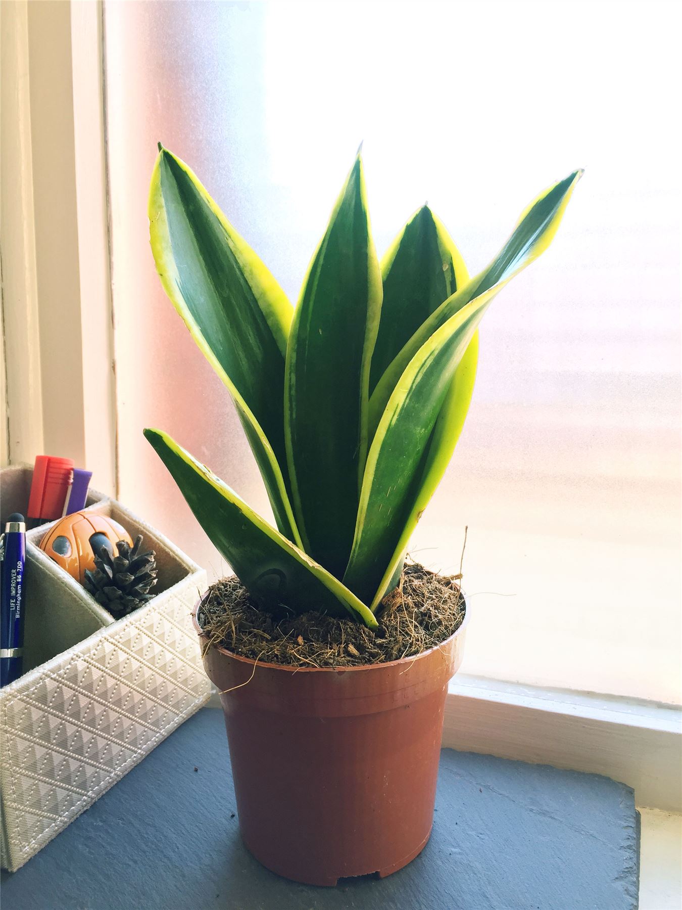 1 MOTHER IN LAW'S TONGUE GOOD LUCK SNAKE PLANT IN POT EVERGREEN ...