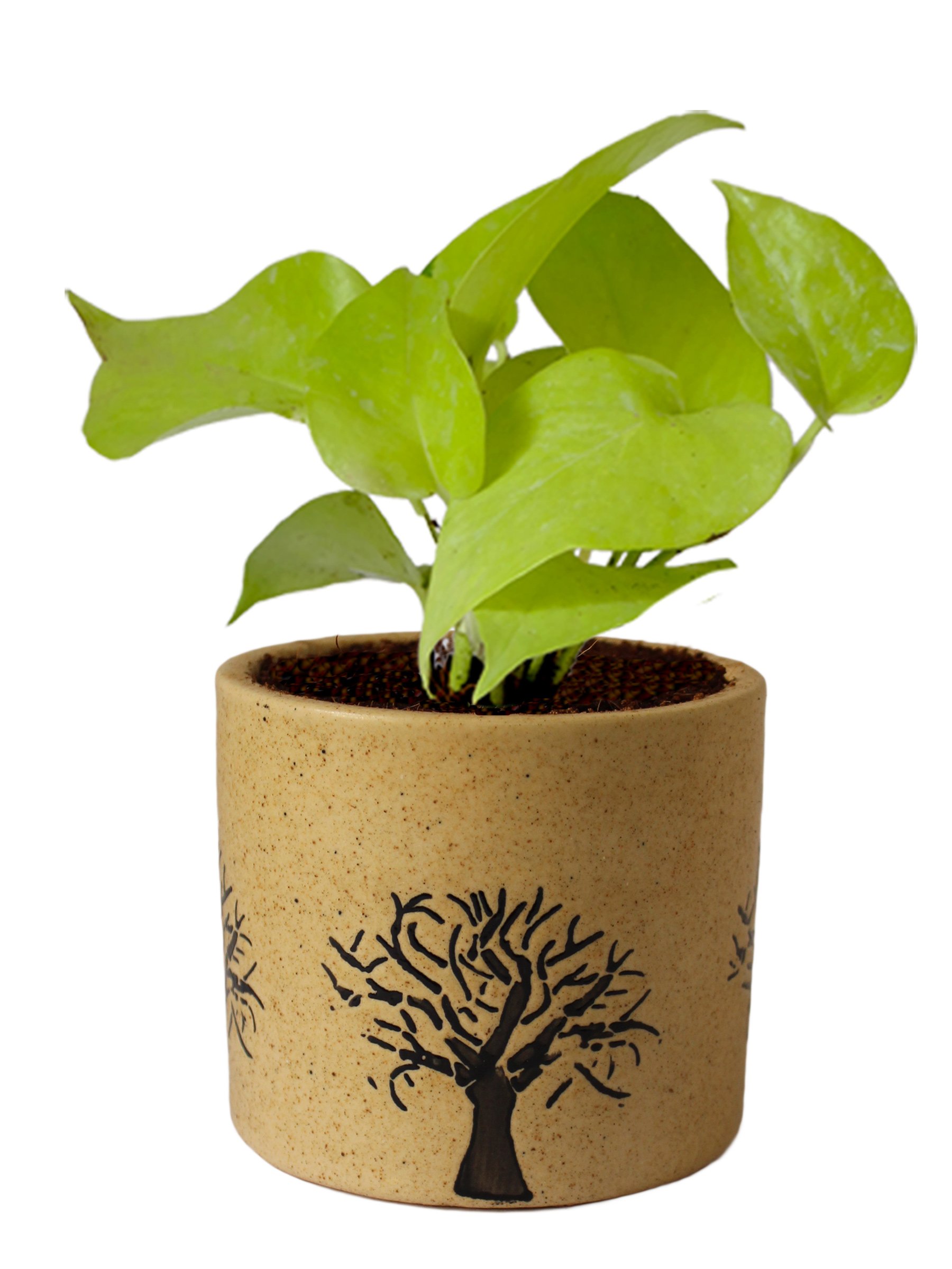 Air Purifying Good Luck Live Golden Money Plant in Brown Barrel ...