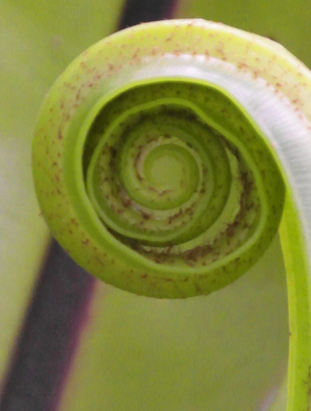 Plant leaf spiral photo