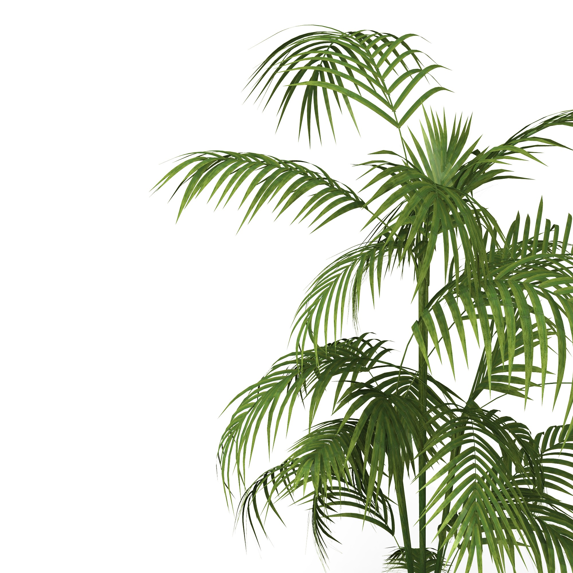 indoor plant with white background stock photo Slide01