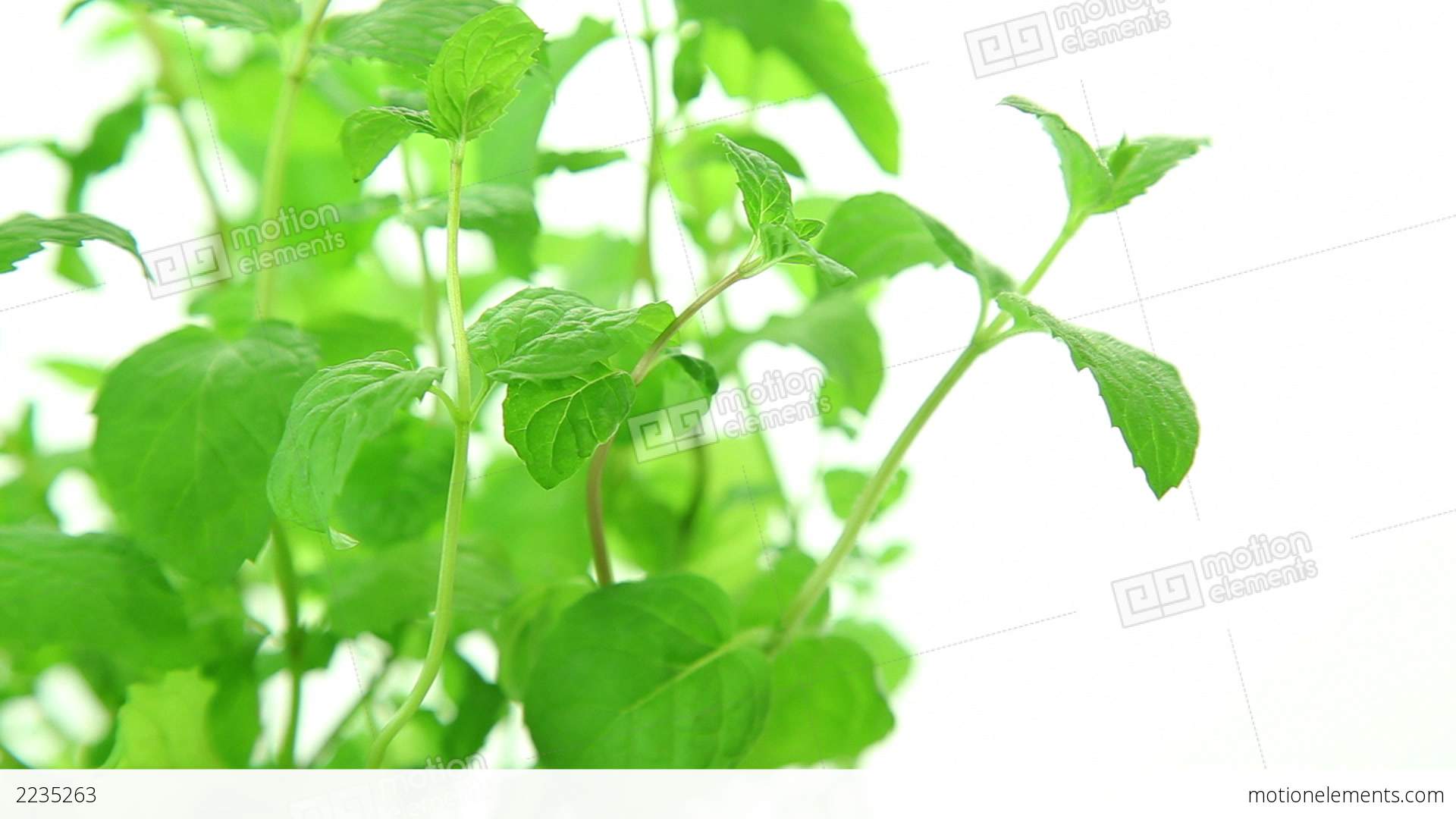 Fresh Mint Plant On White Background Stock video footage | 2235263