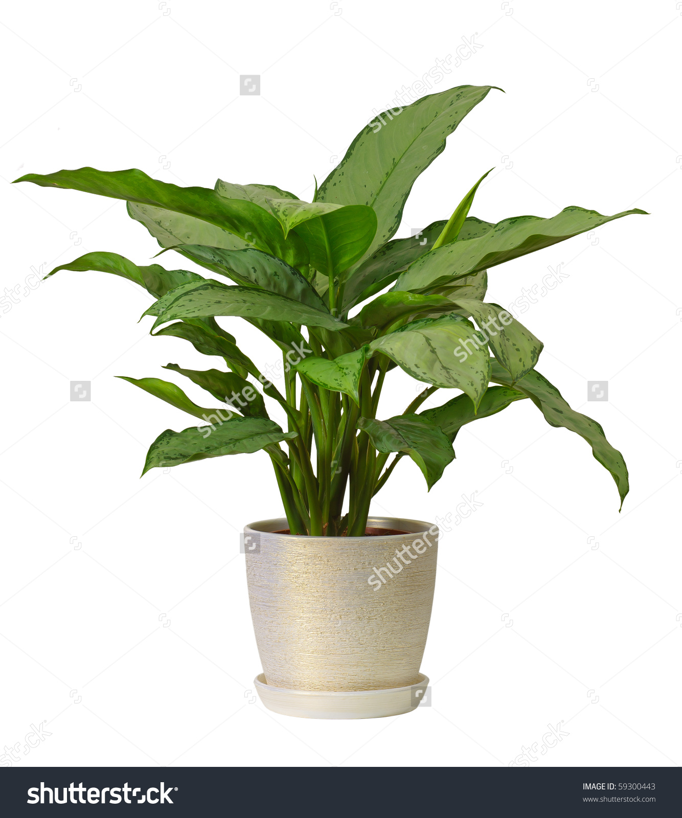 House Plant Stock Photos Images Pictures Shutterstock Plants ...