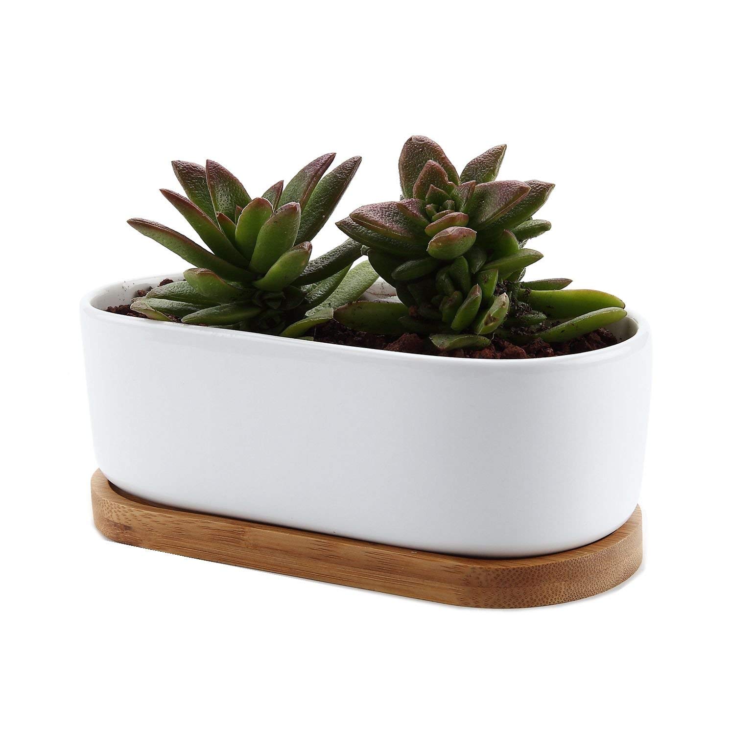 Amazon.com: T4U 6.5 Inch Ceramic White Modern Oval Design succulent ...