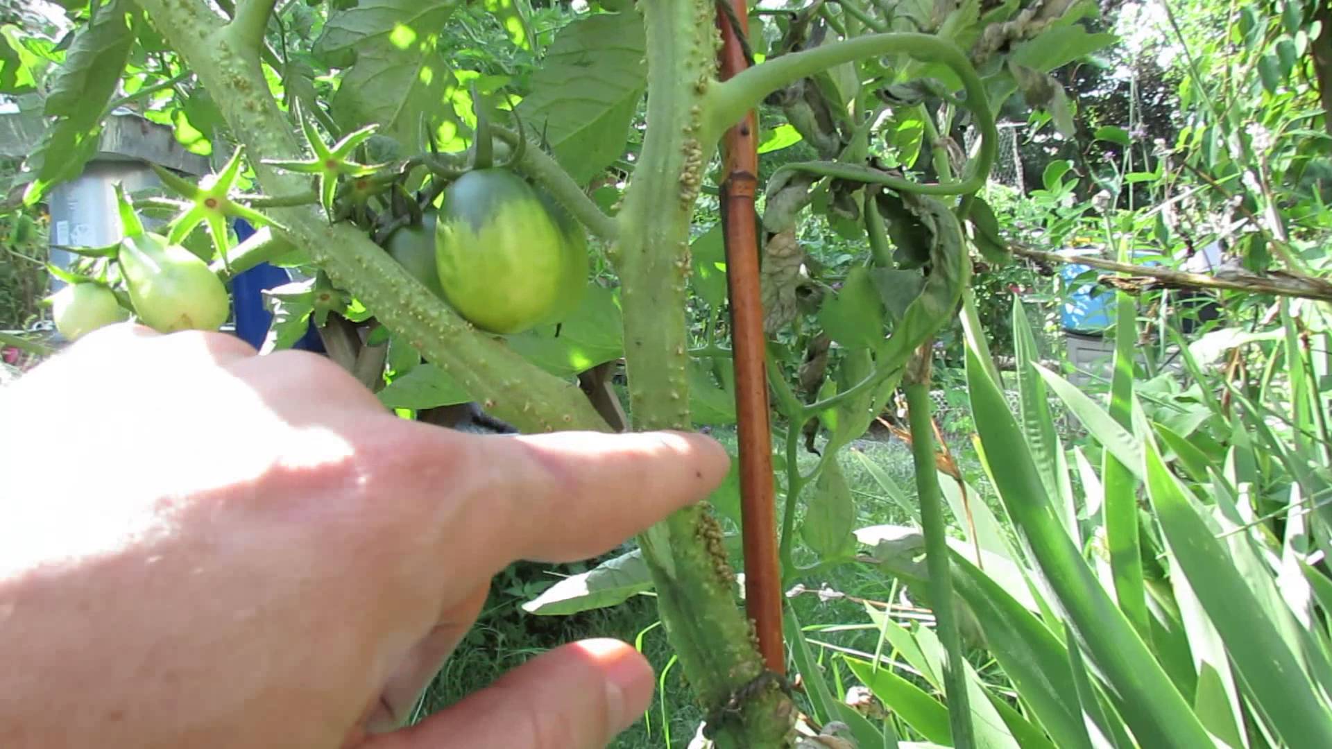 What are Those Bumps on My Tomato Plant/Stems? - The Rusted Garden ...
