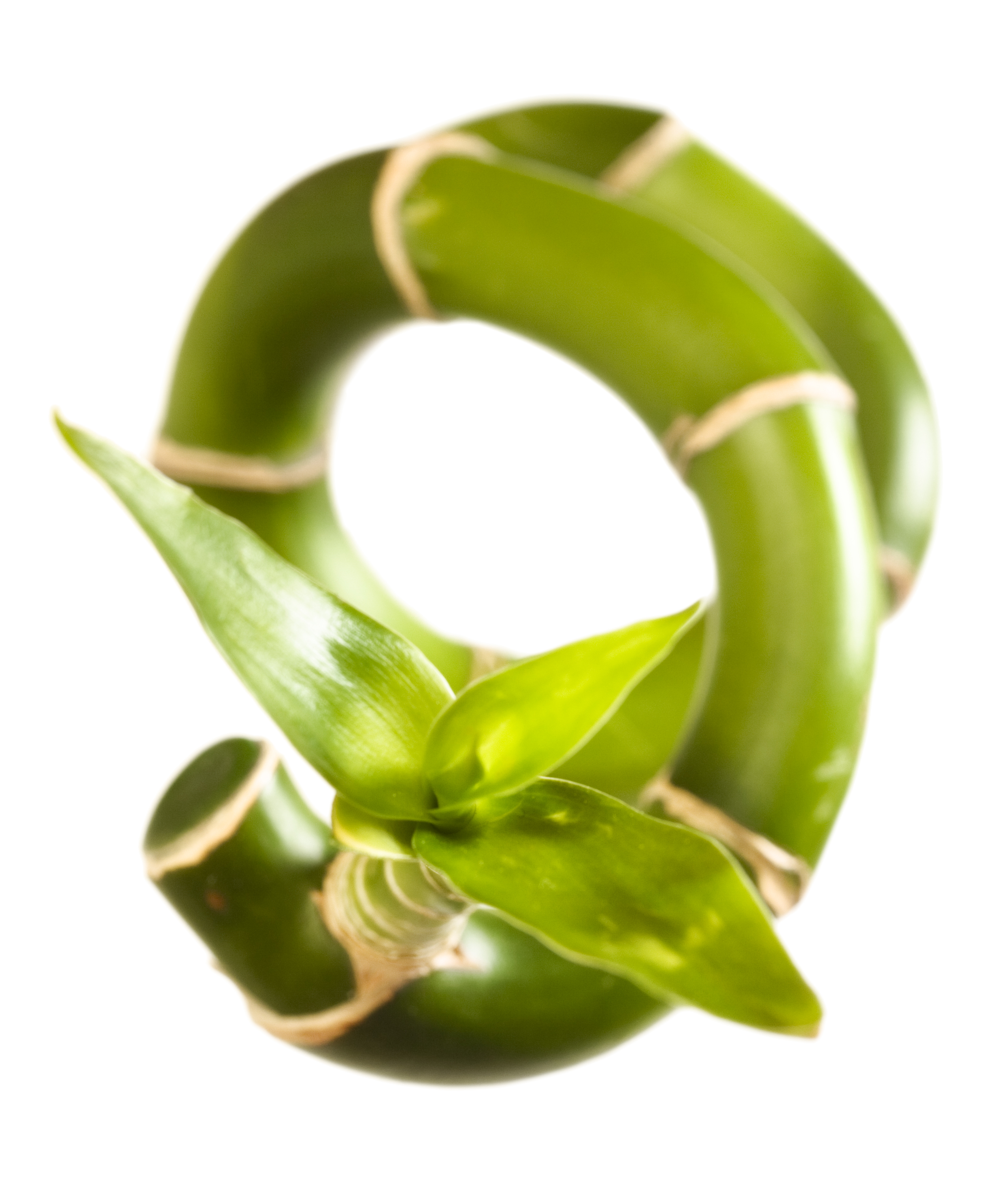 Free Photo Plant Stem Botanical Object Summer Free Download Jooinn