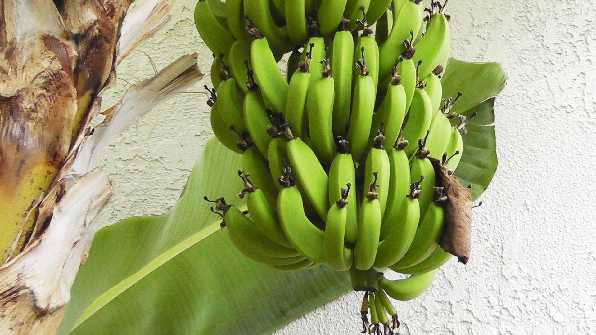 Grow & Harvest Bananas - flowers, fruits & stems of the banana plant ...
