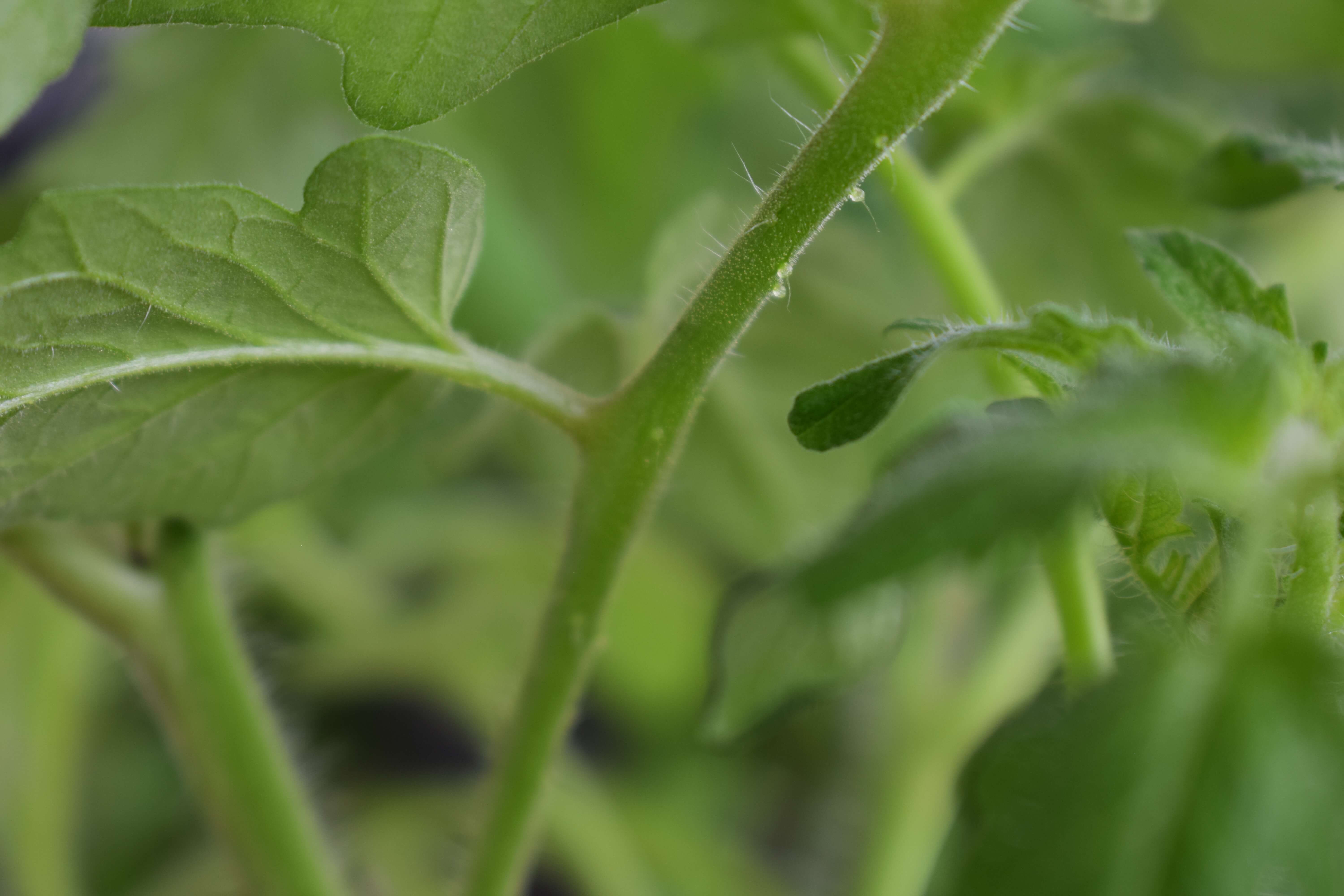 botany - What are these bumps on tomato stem? - Biology Stack Exchange