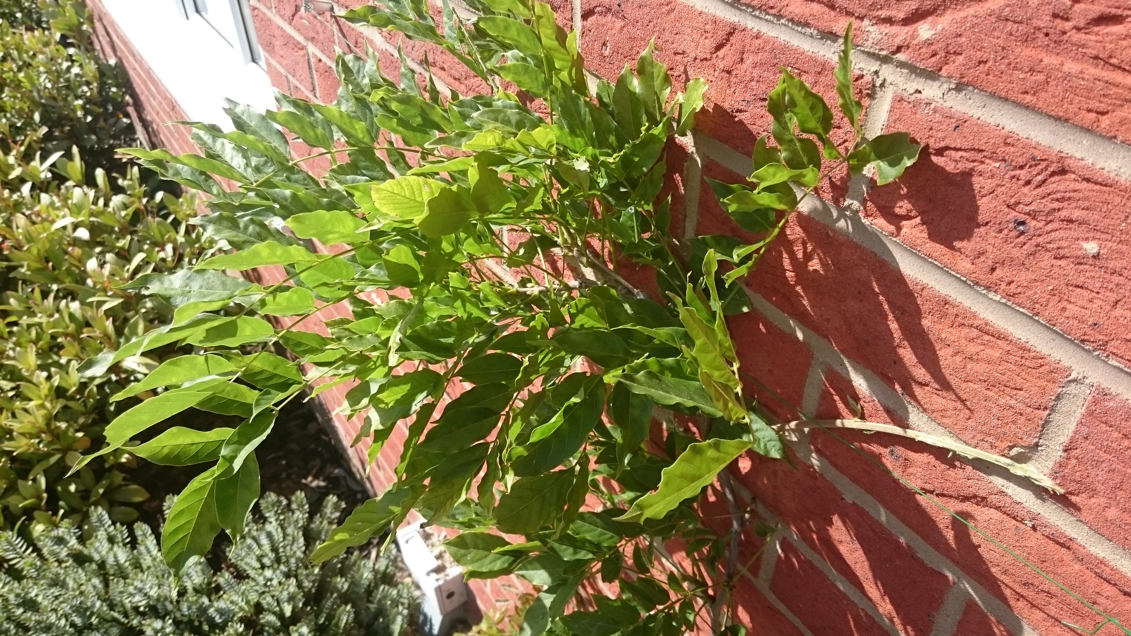 Strangled my wisteria! — Forum | gardenersworld.com
