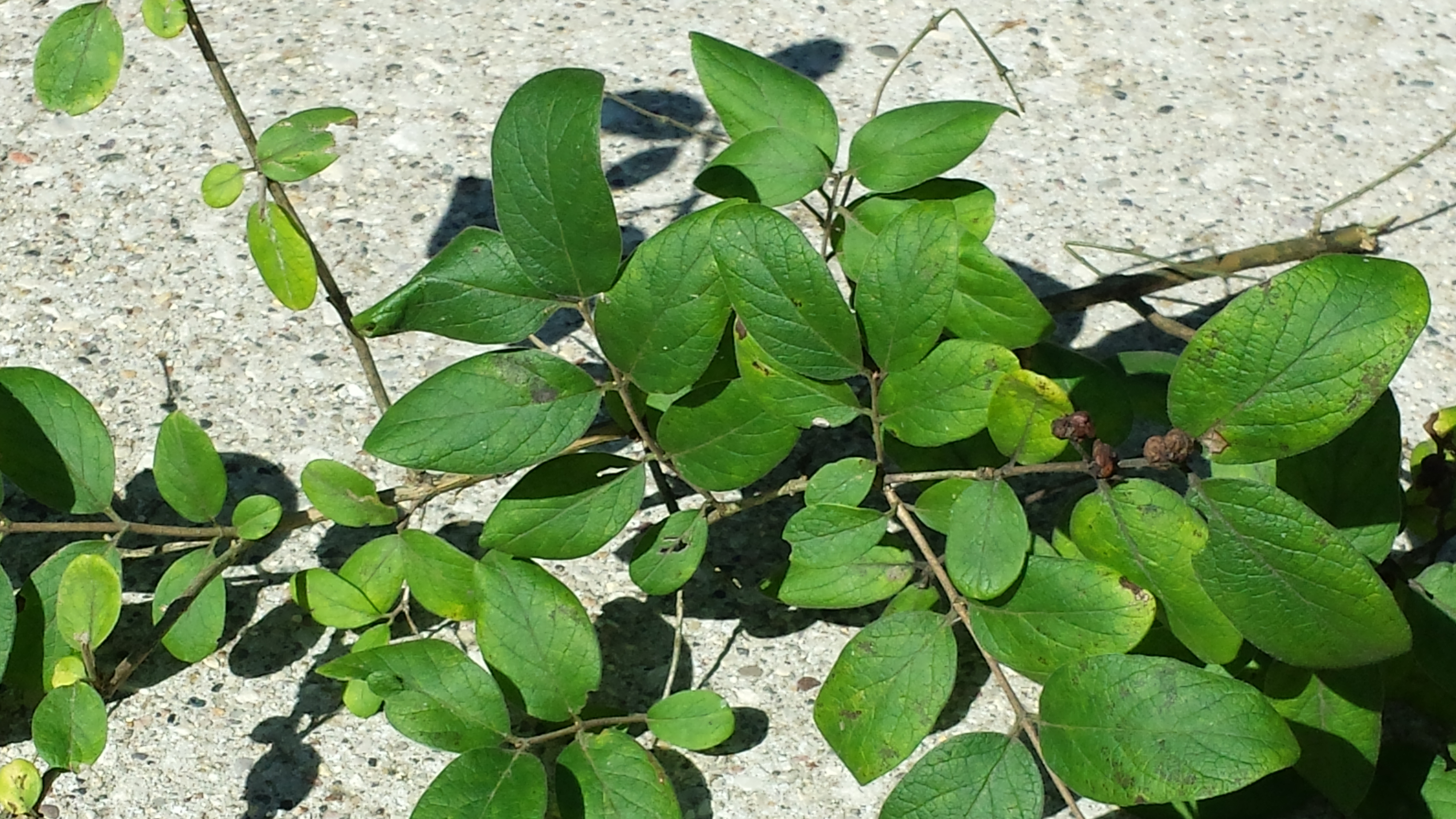 ID of plant/vine that is strangling other trees in my yard - Ask an ...