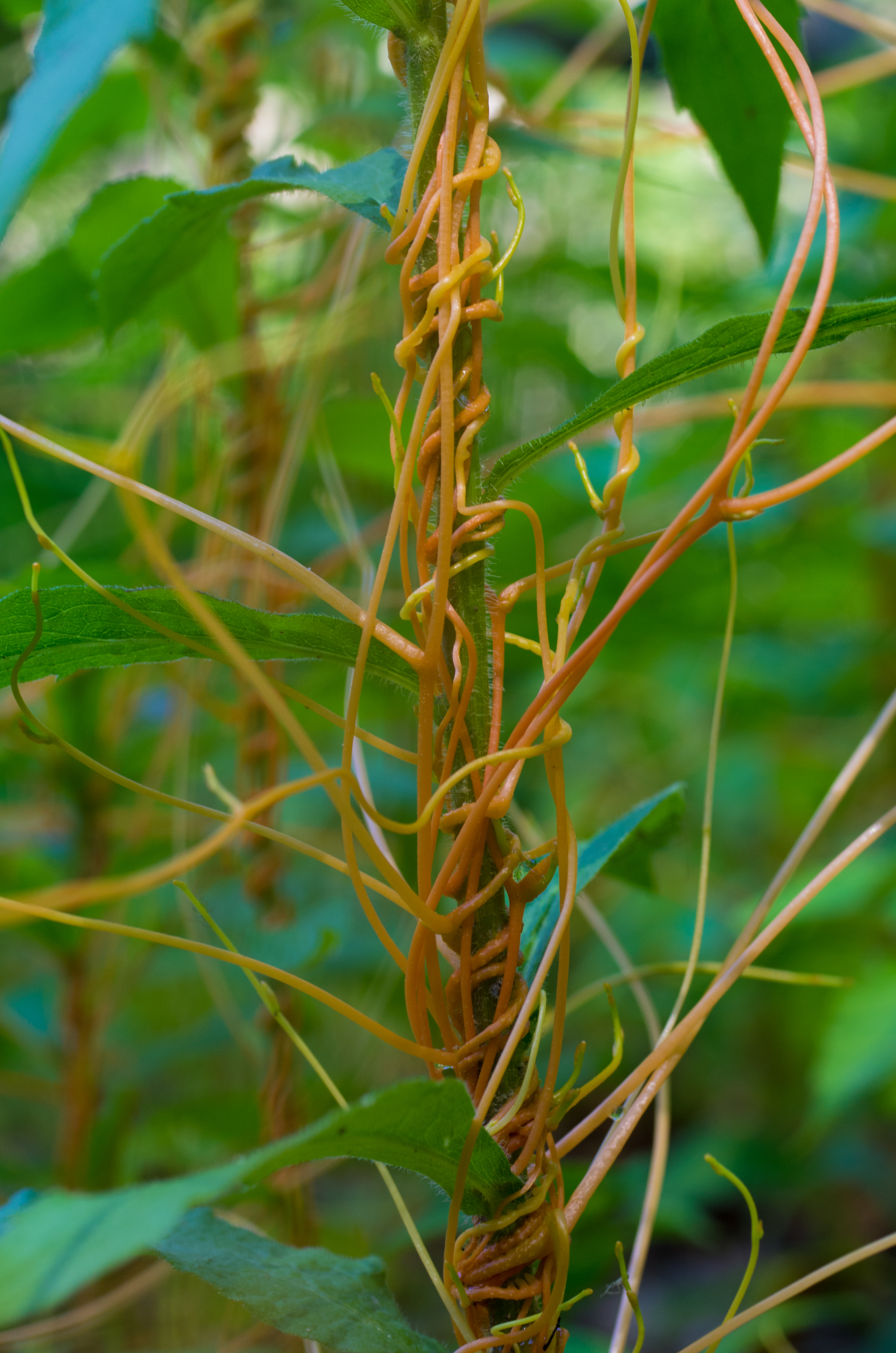 Floraform – an exploration of differential growth | Nervous System blog
