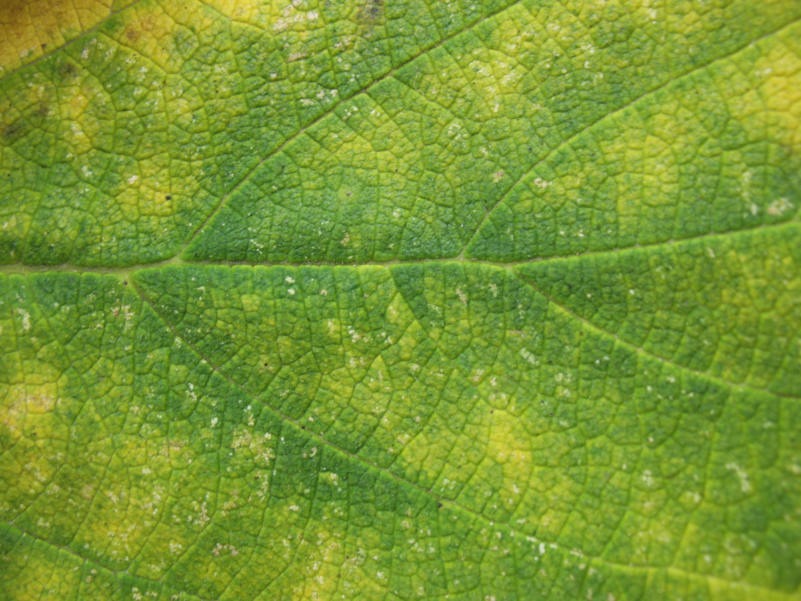 Plant texture photo