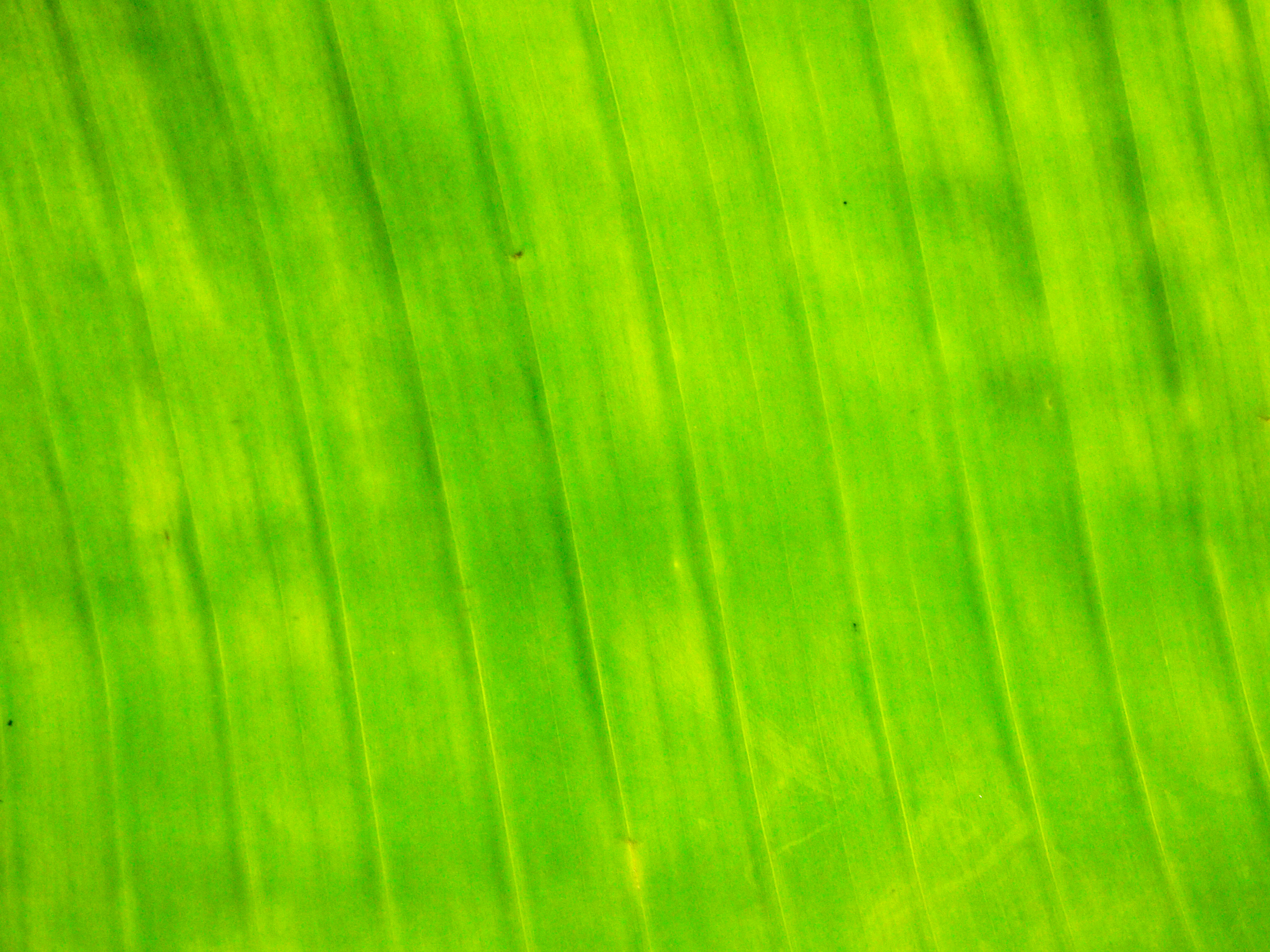 plant Archives - Texture Taddka | Texture Taddka