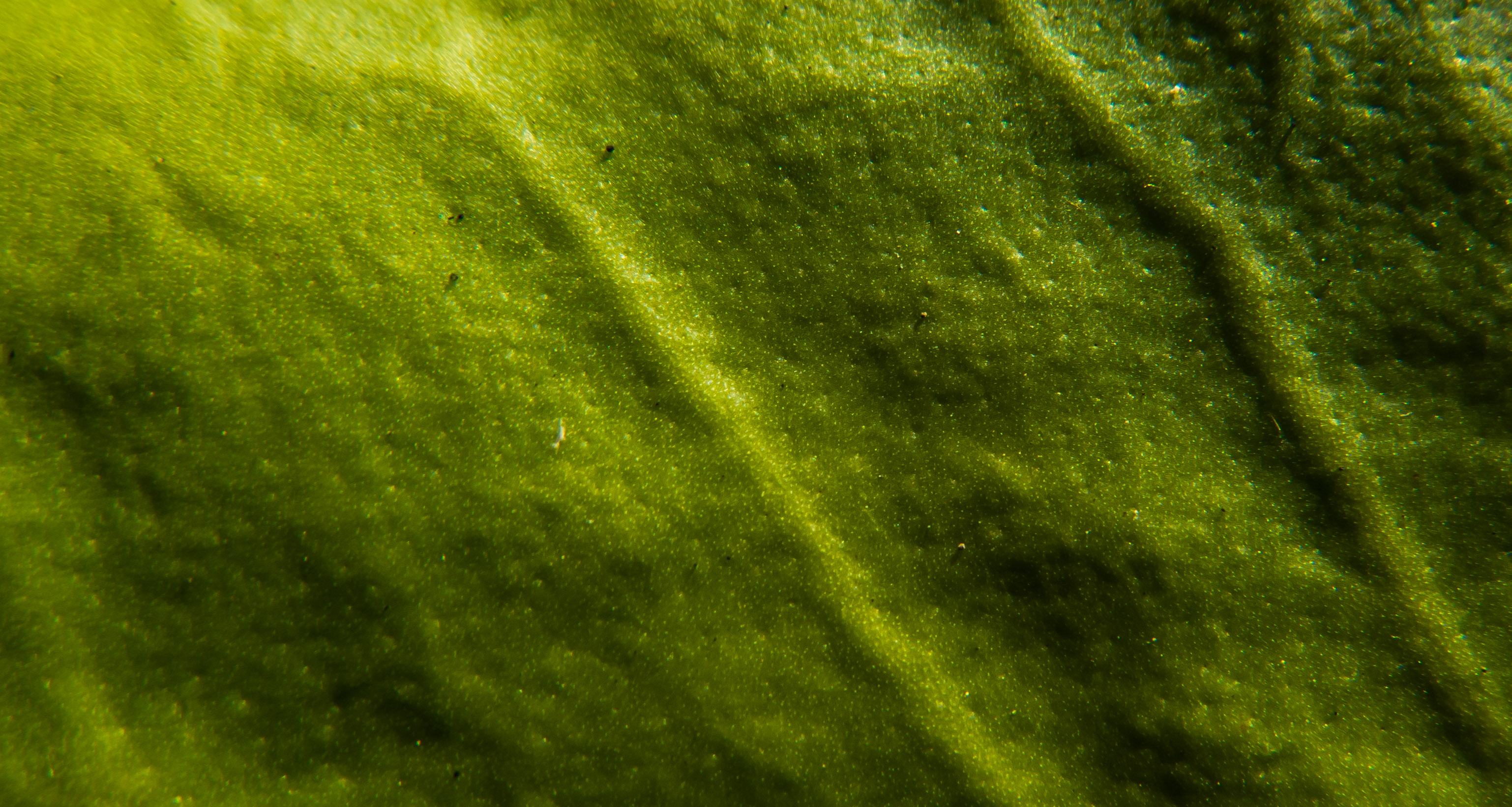 Plant texture photo
