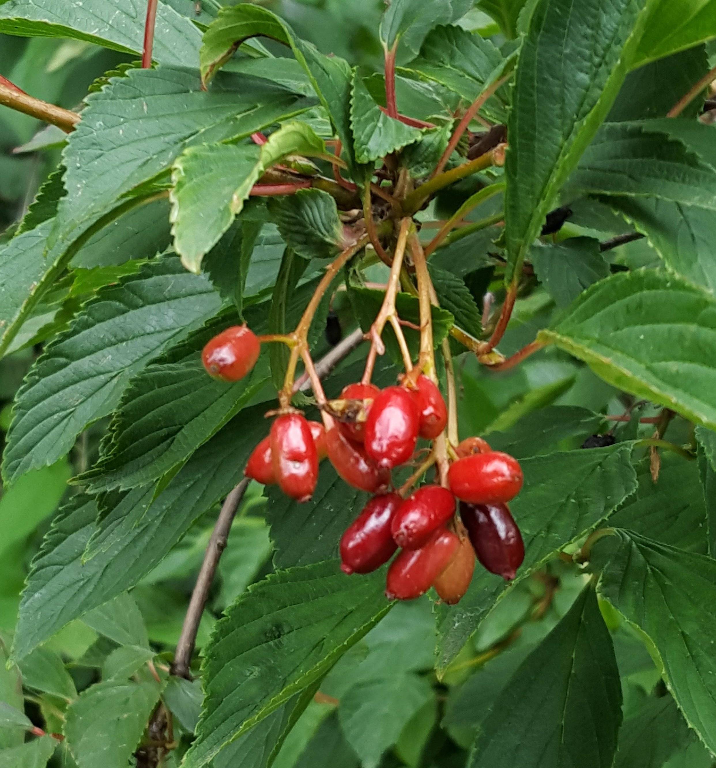 identification - Identify shrub with red berries in UK - Gardening ...