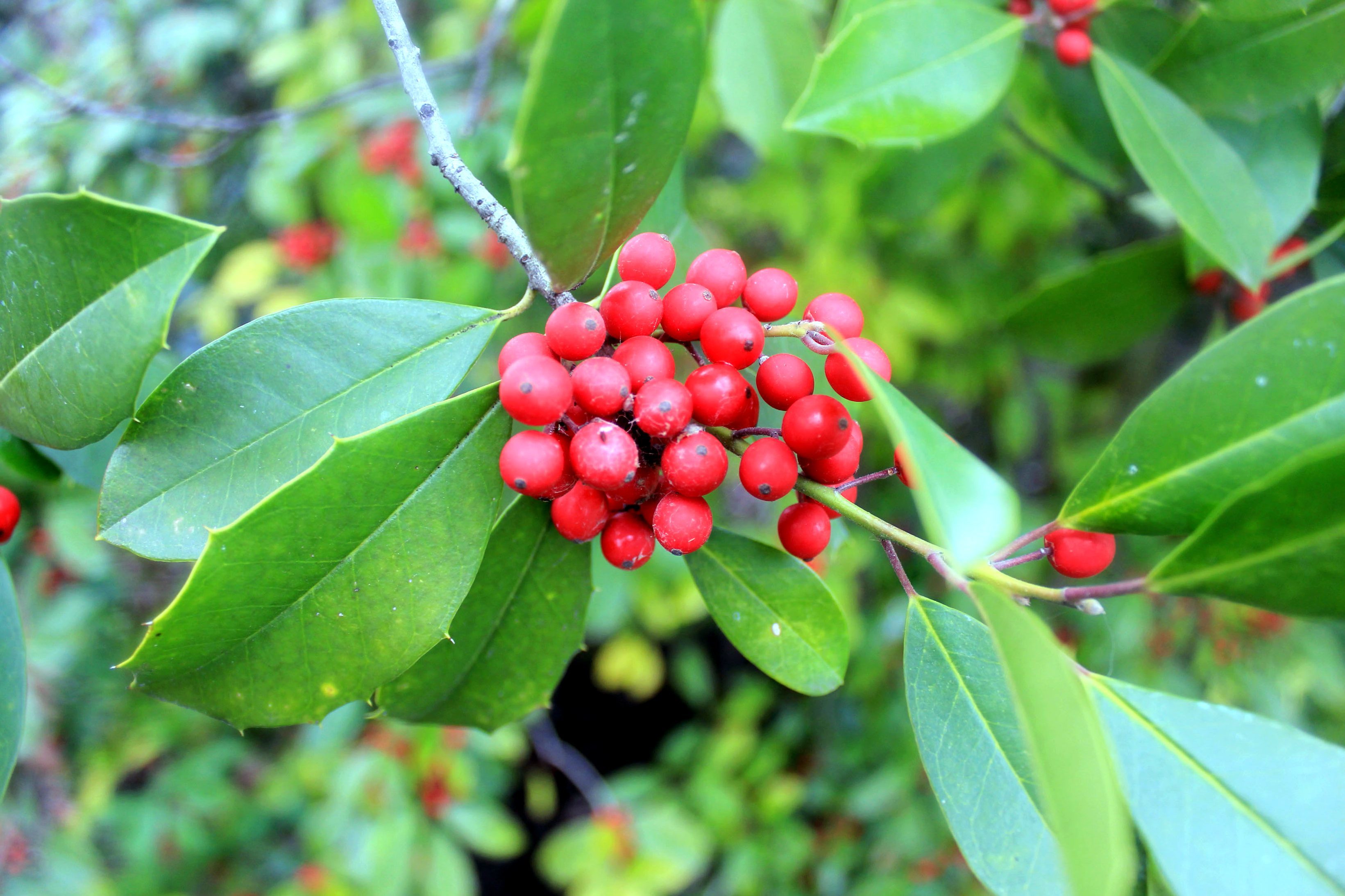 Free picture: Asian holly plant, berries, branch
