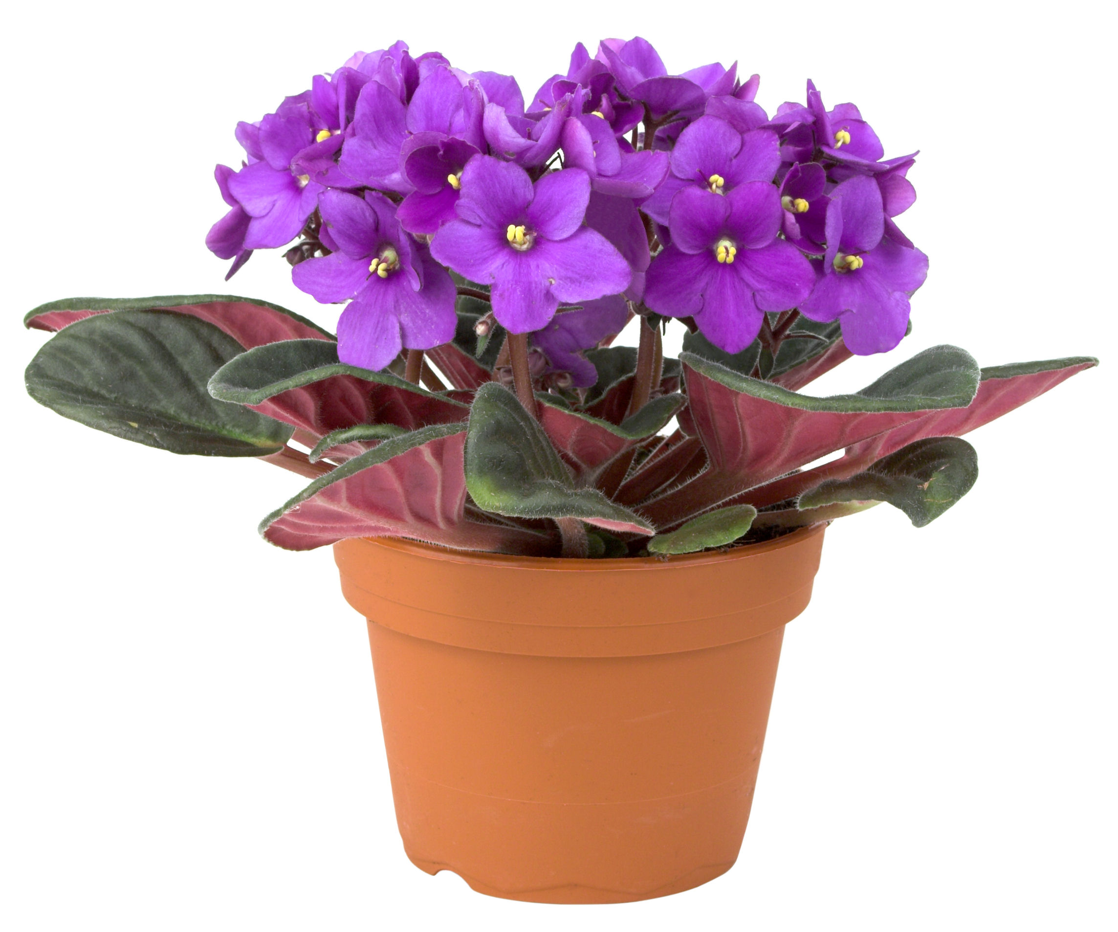 Fun Flower Facts: African Violet | Grower Direct Fresh Cut Flowers ...