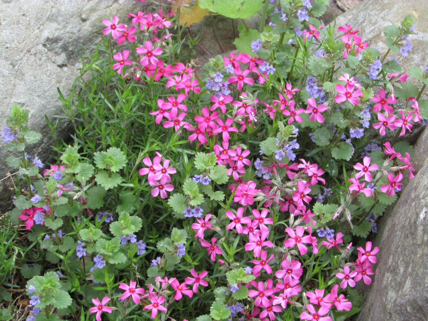 identification - What is this low growing plant with pink flowers ...