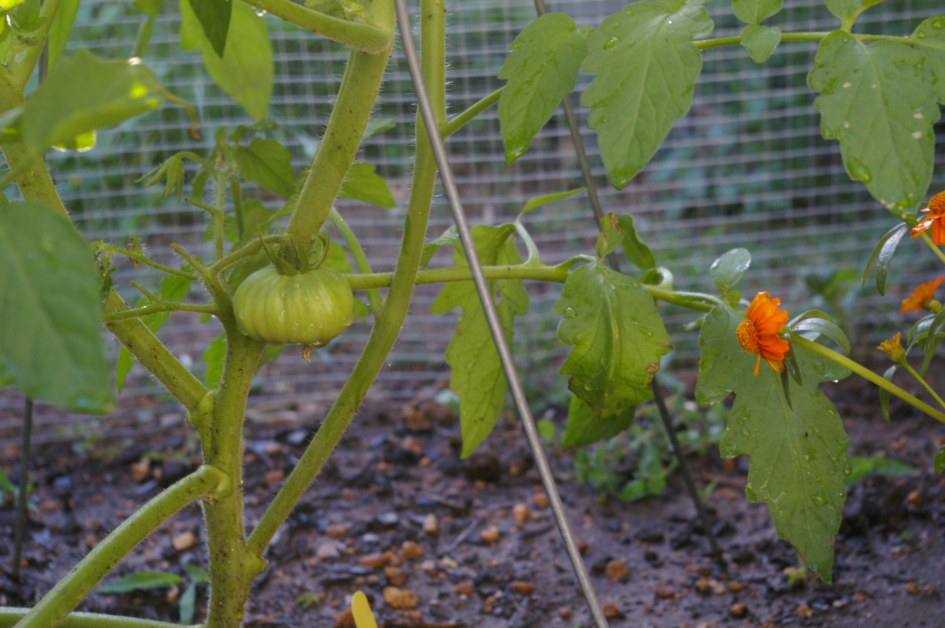 tomato planting techniques | Blandria's Backyard Garden
