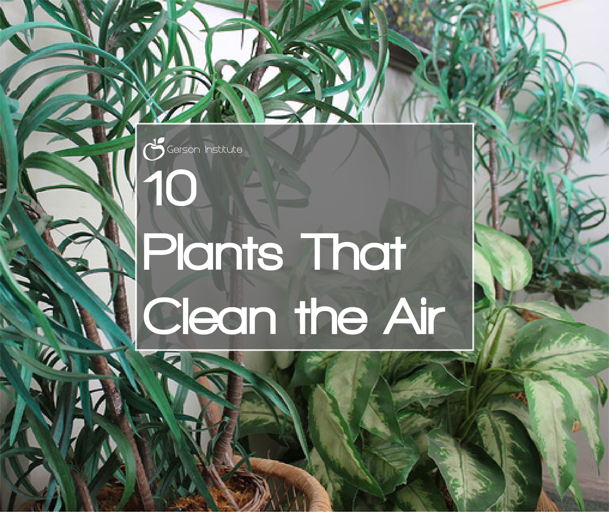 10 Plants That Clean the Air | Gerson Institute : Gerson Institute