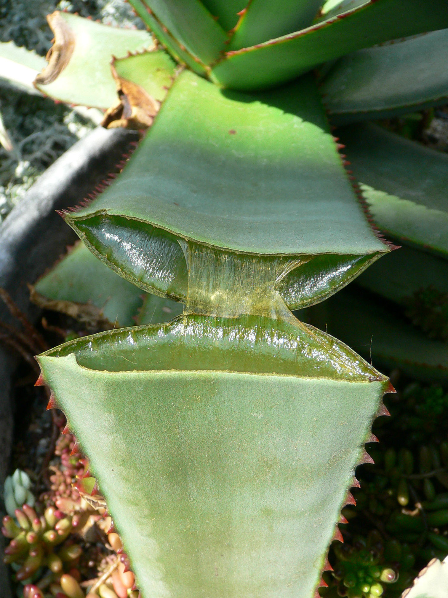 Succulent plant - Wikipedia
