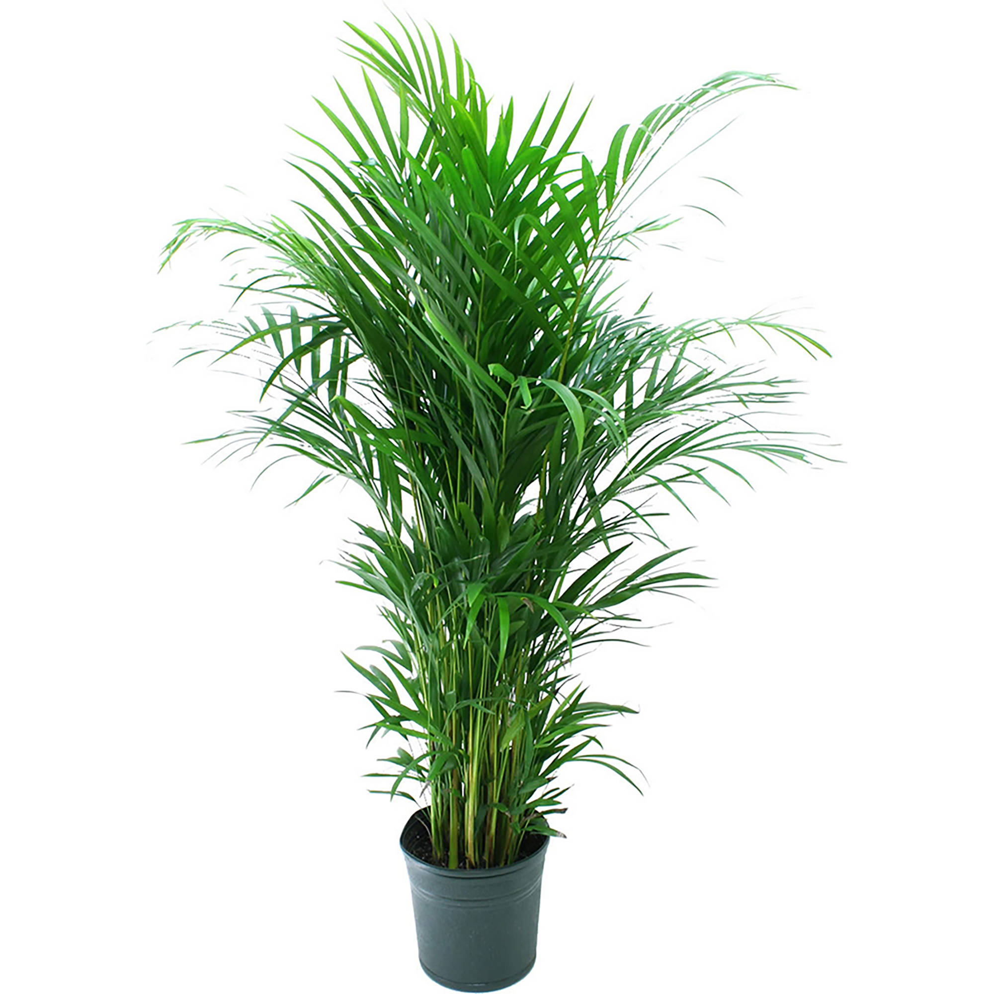 Delray Plants Live Areca Palm in 10 inch Grower Pot - Walmart.com