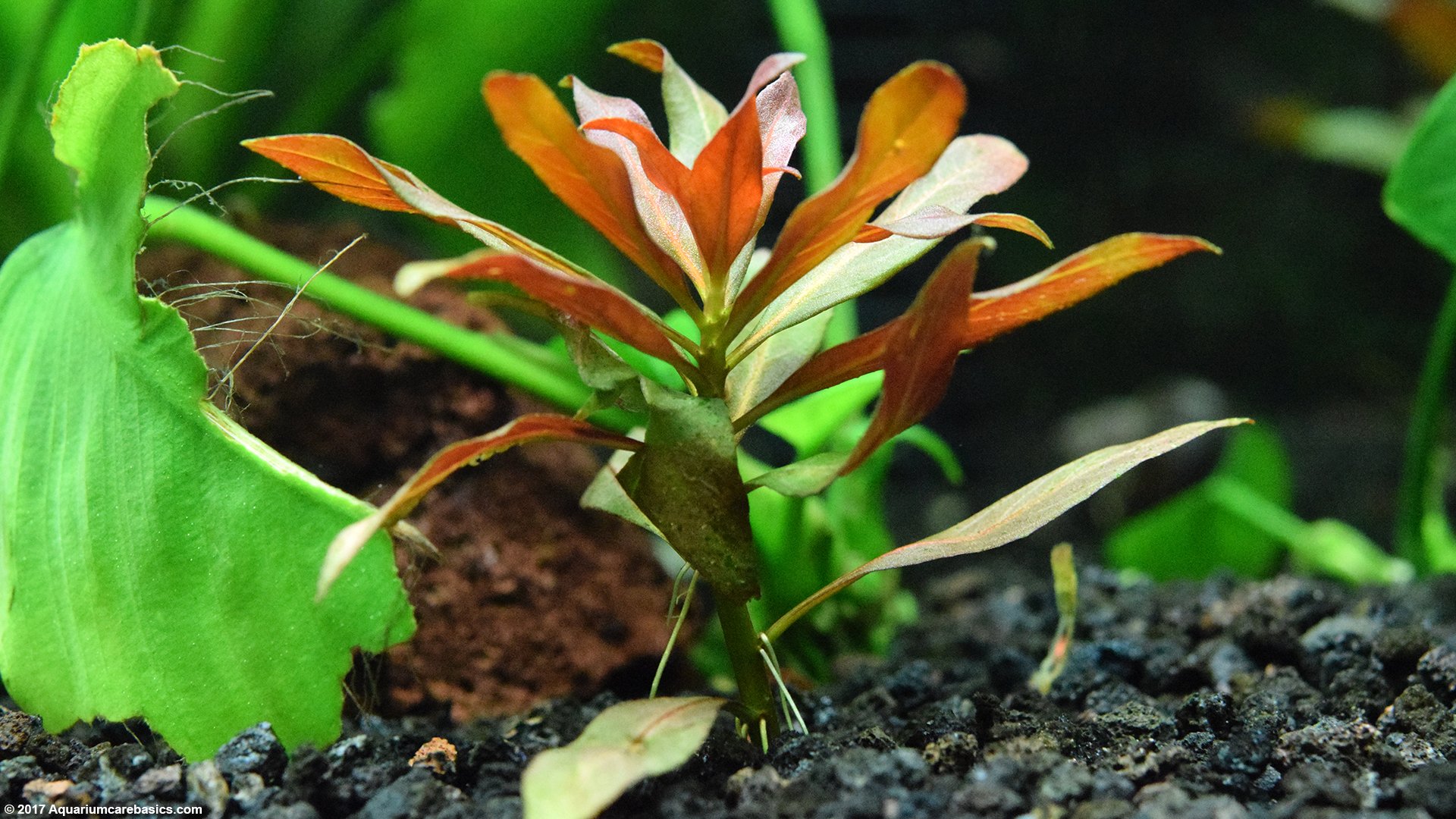 Aquarium Plants Add Beauty To A Freshwater Tank