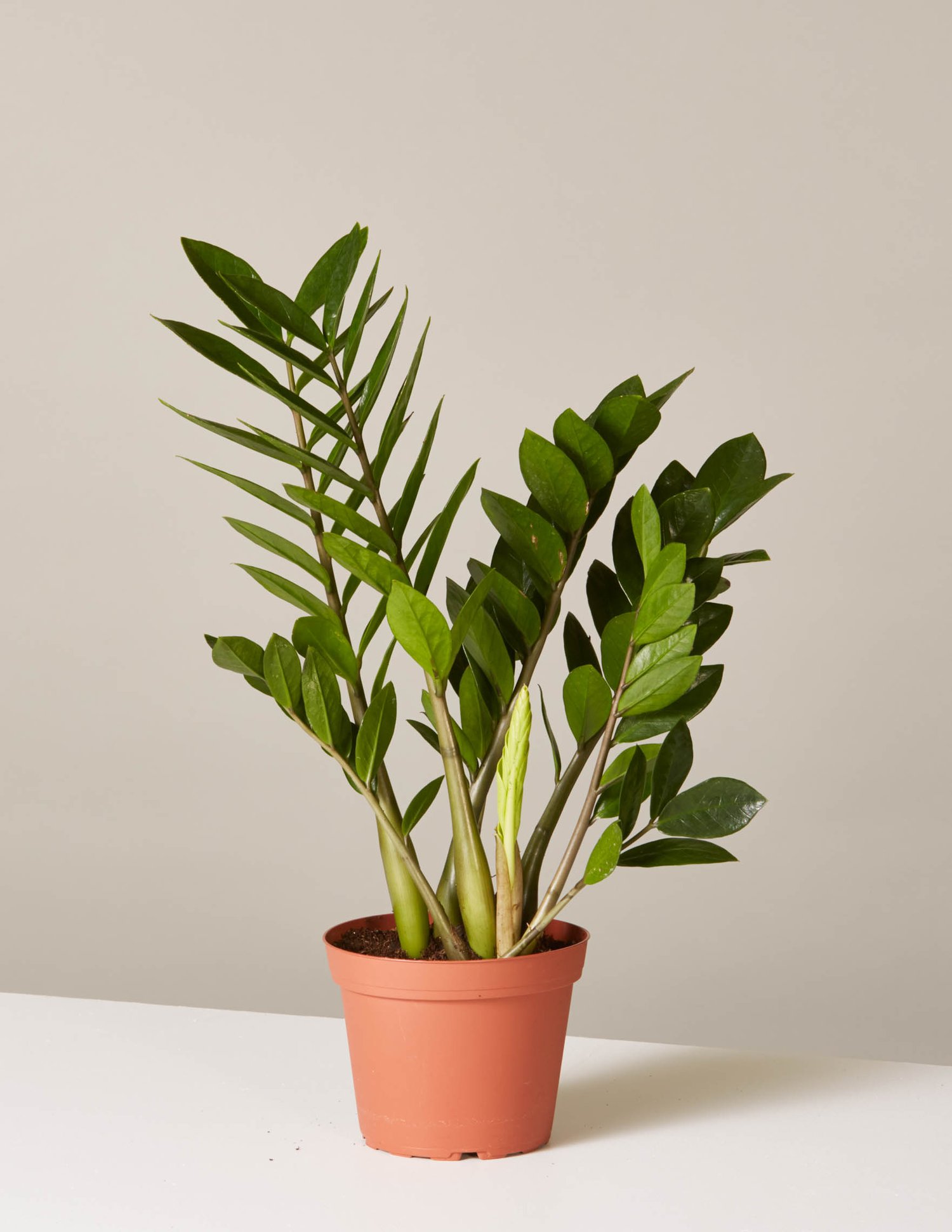 Medium Houseplants | Shop More Potted Plants – The Sill