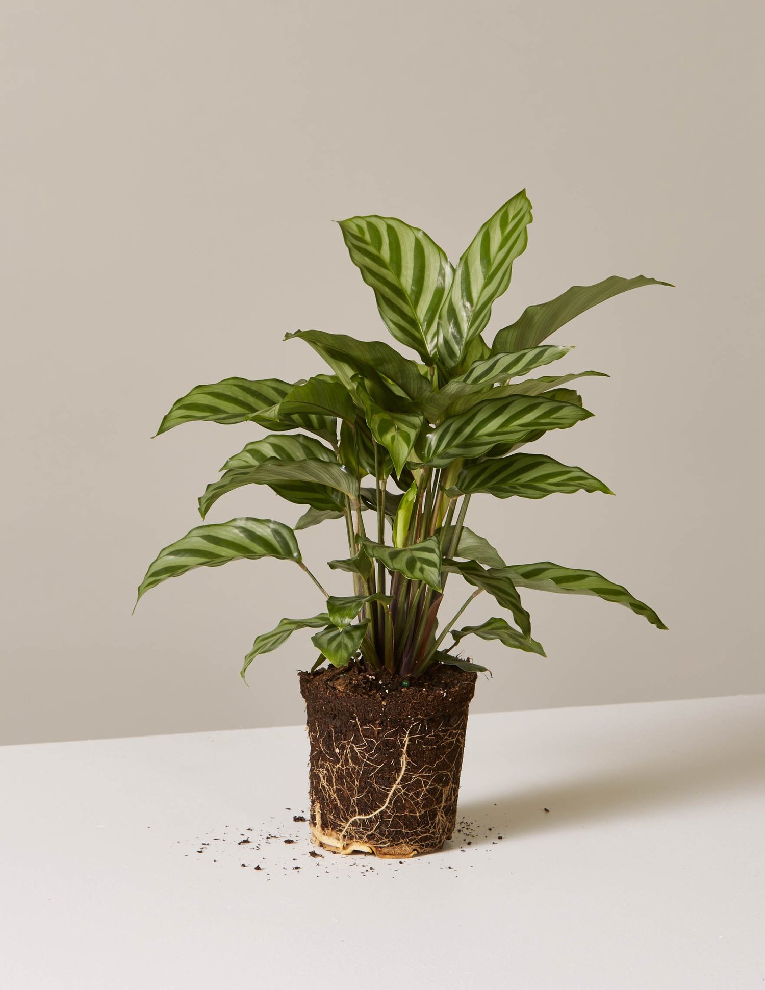 Shop Houseplants | Indoor Plants, Delivered – The Sill