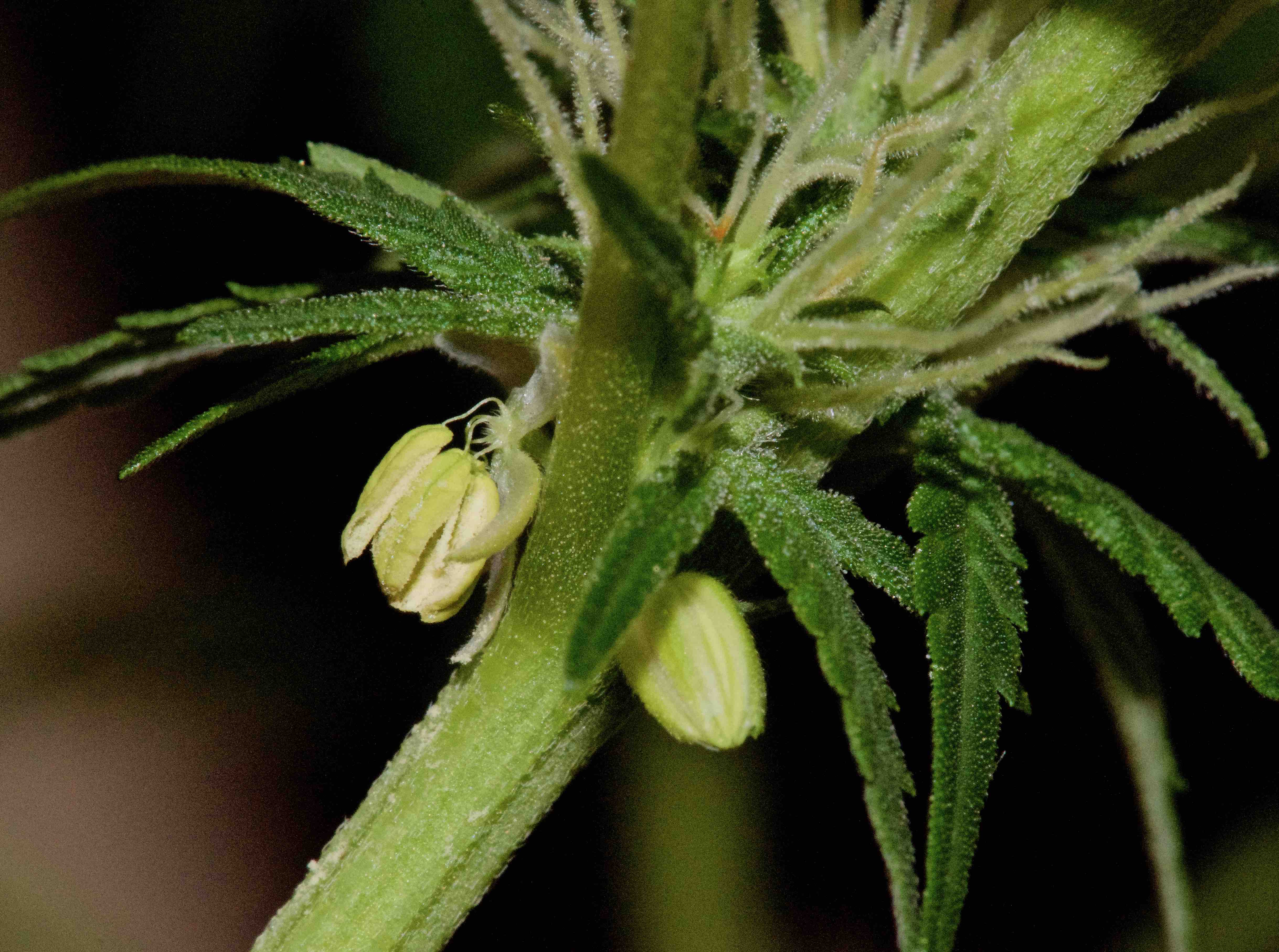 растение с женскими конопли
