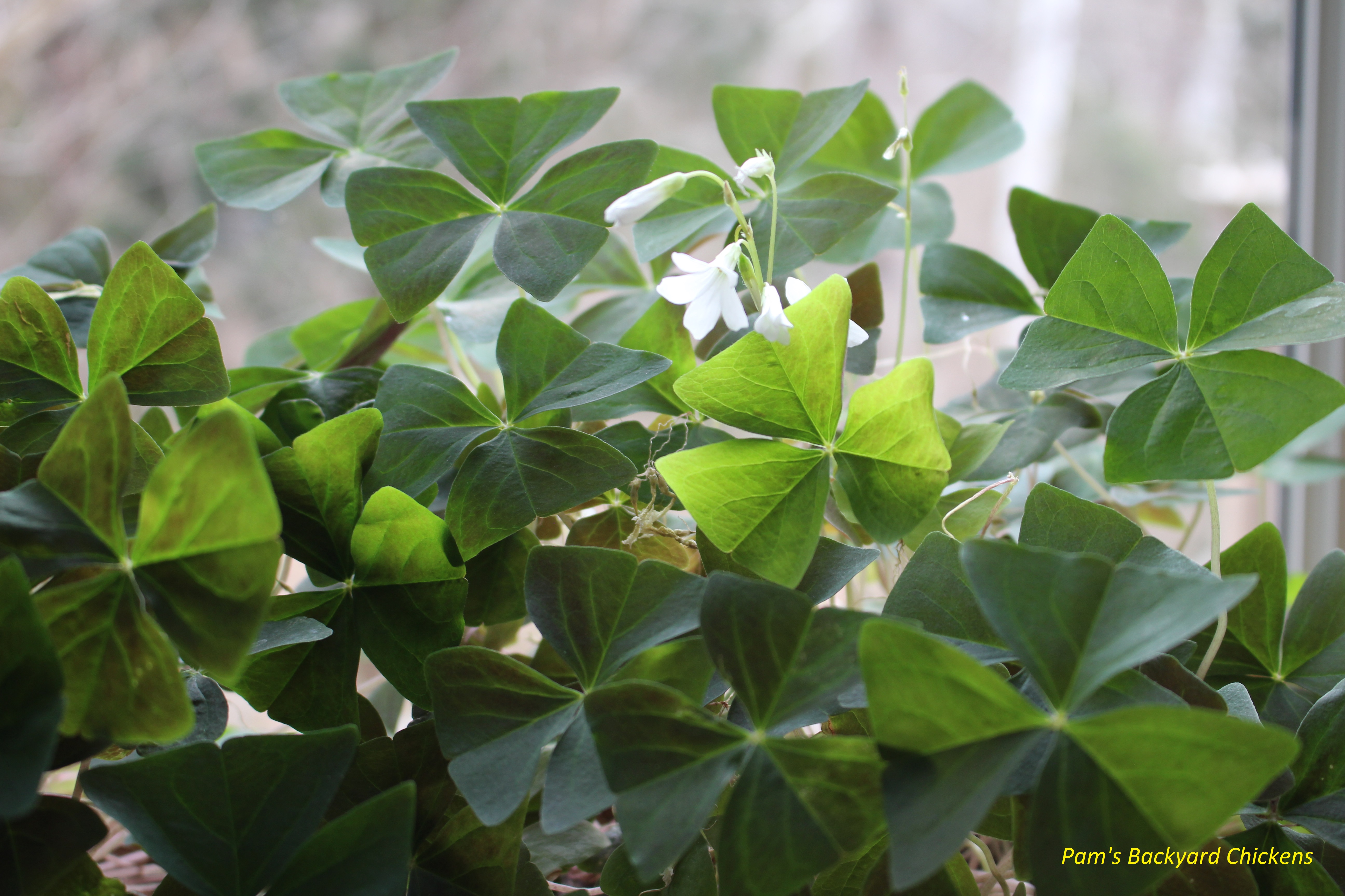 How to Care for a Shamrock Plant - Countryside Network