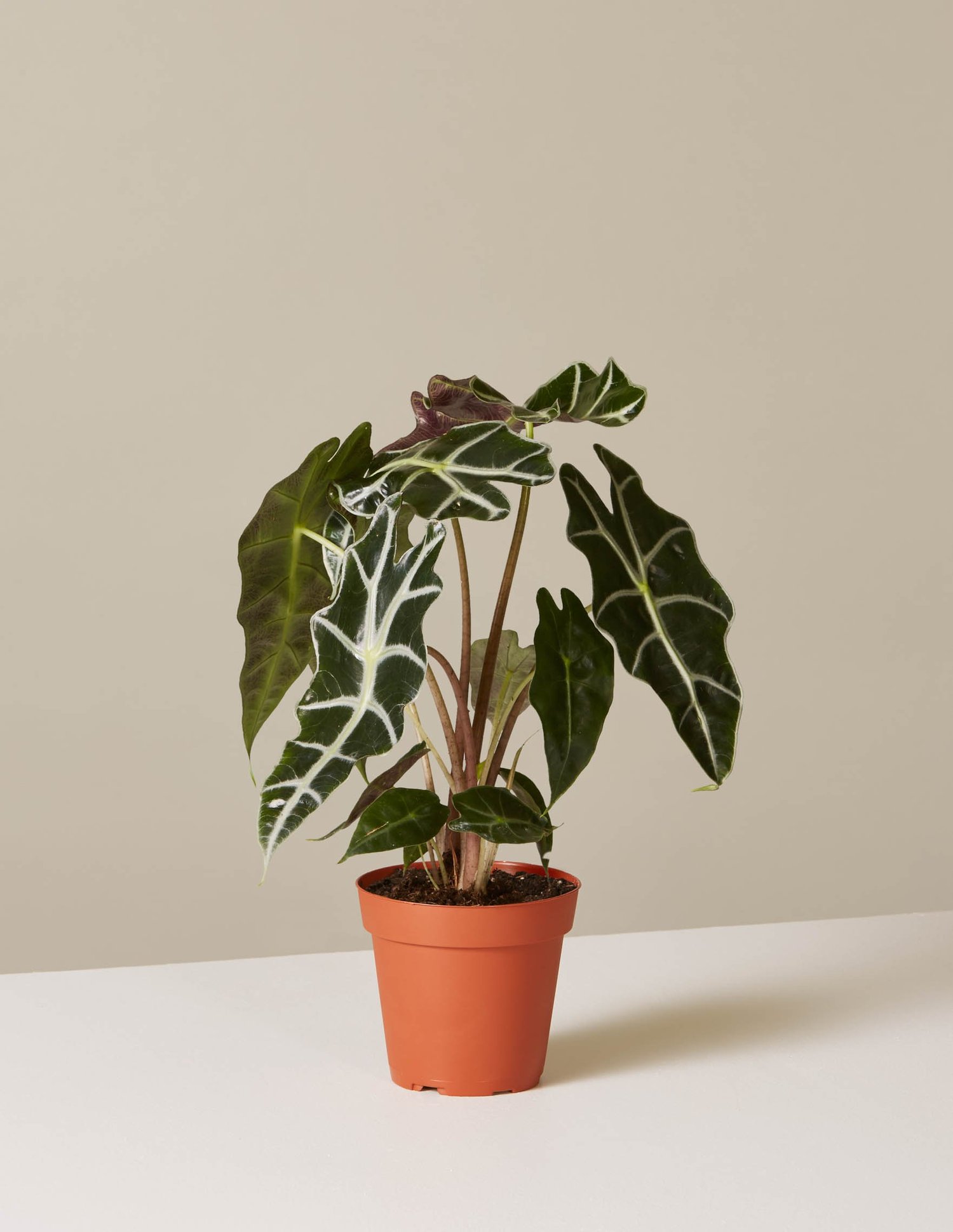 Shop Houseplants | Indoor Plants, Delivered – The Sill