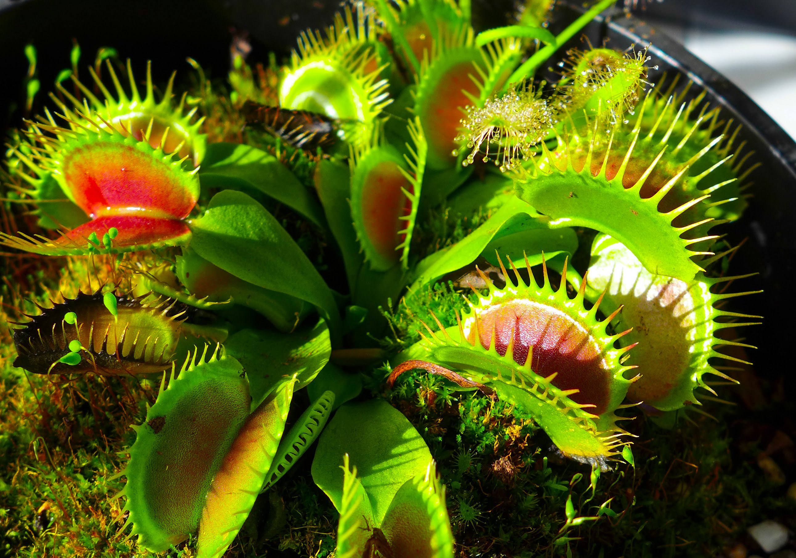 Evolution of Plants into Carnivores - PRO TRIBUNE: Latest World and ...